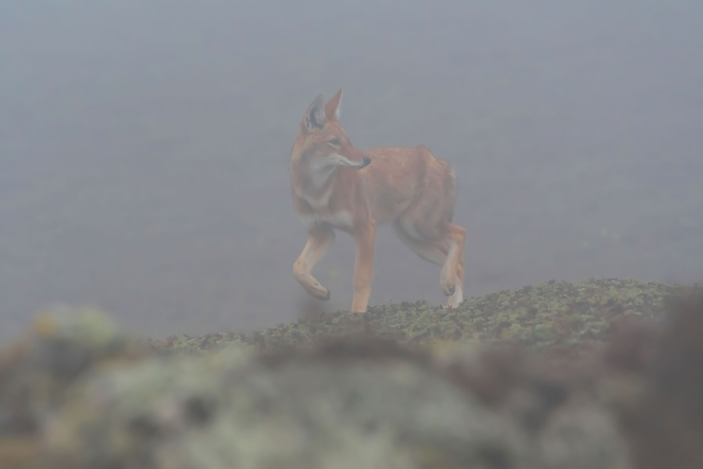 Lupo etiope (Canis simiensis) nella nebbia, Simien Wolf...