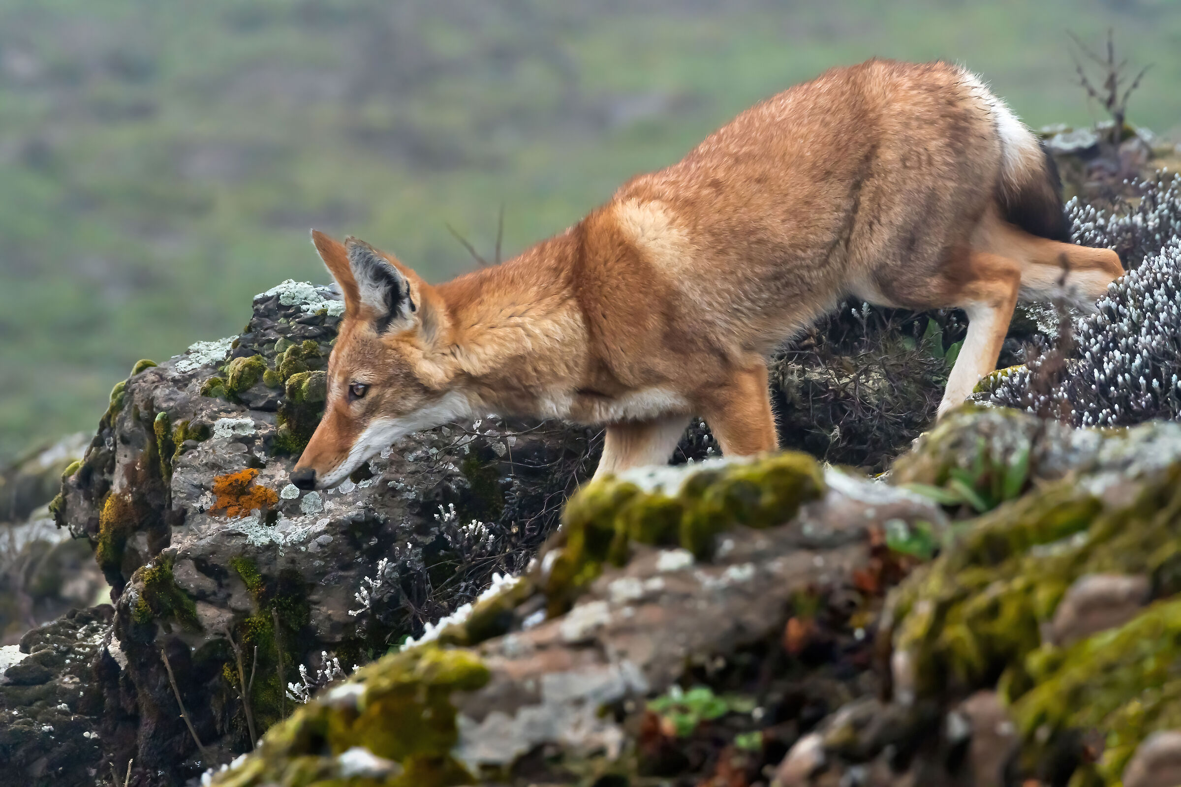 Lupo etiope (Canis simiensis), Simien Wolf...