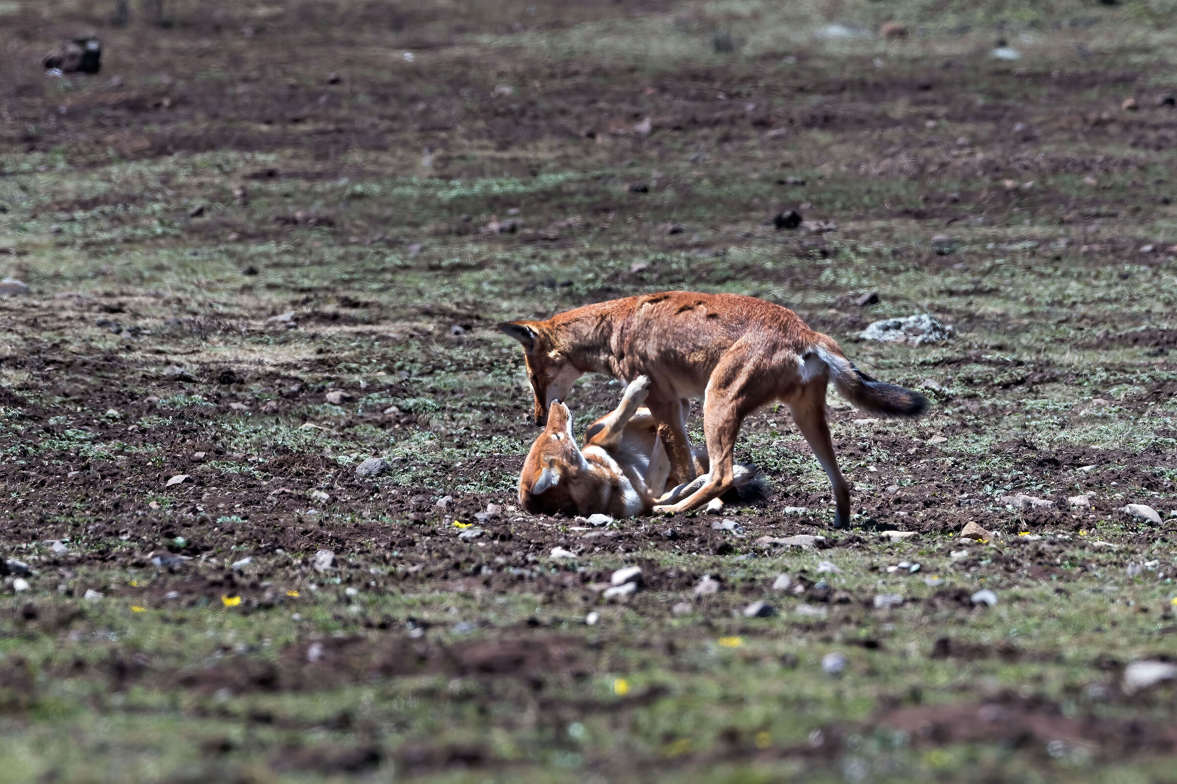 Lupi etiopi juv. (Canis simiensis) mentre giocano...