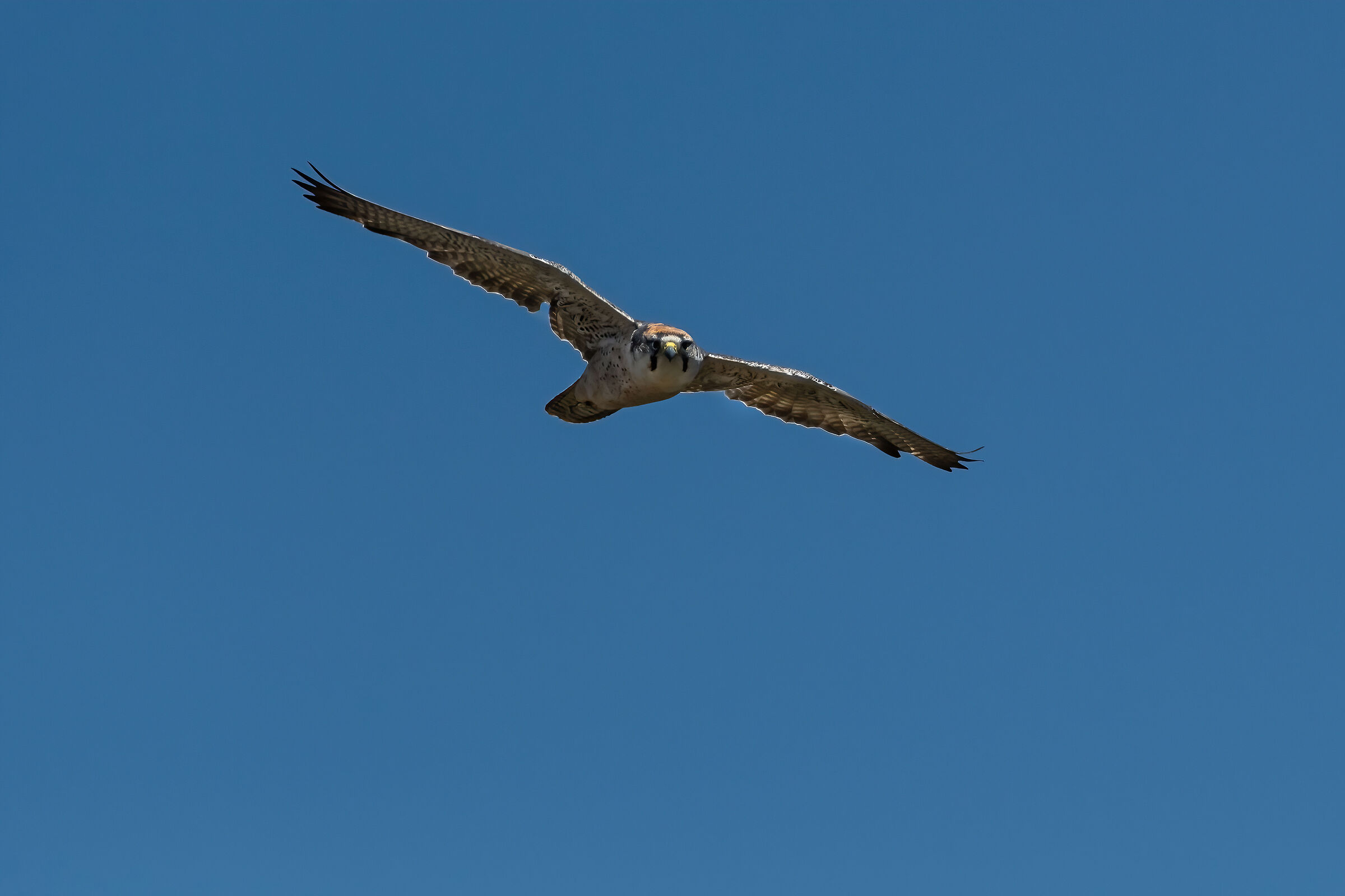 Falco lanario (Falco biarmicus)...