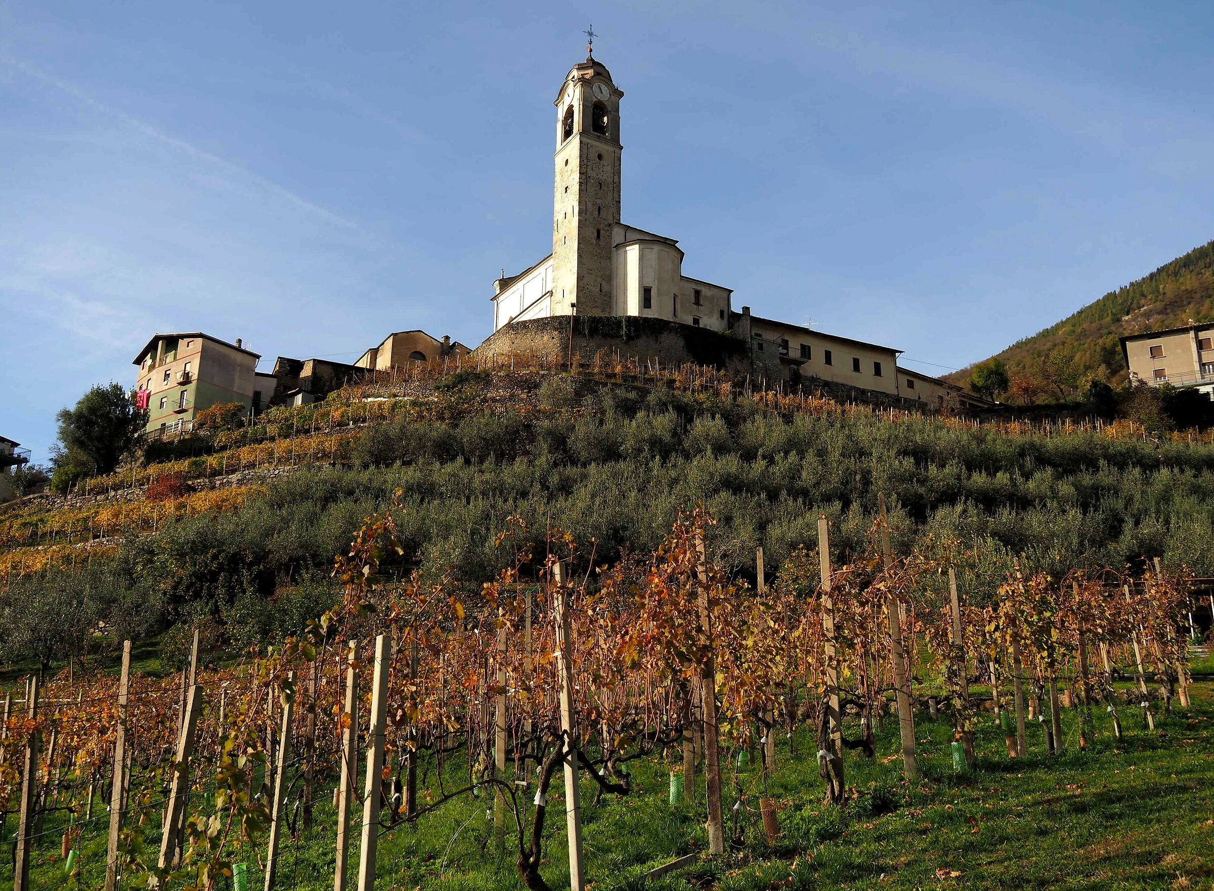 vineyards in Valtellina...