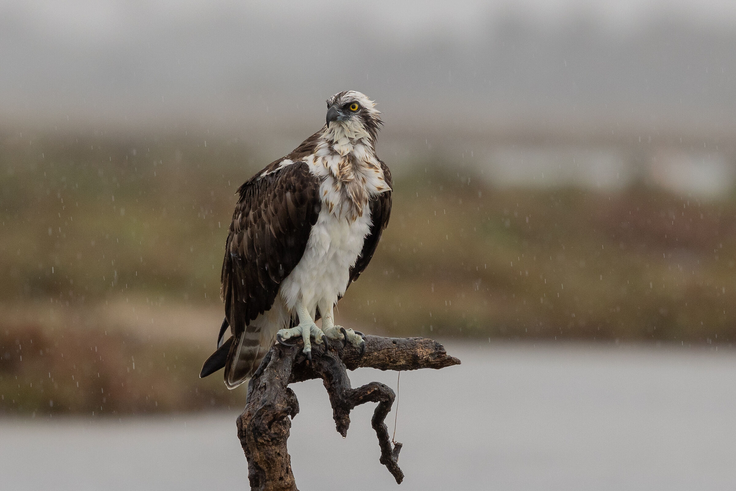 osprey in the rain...