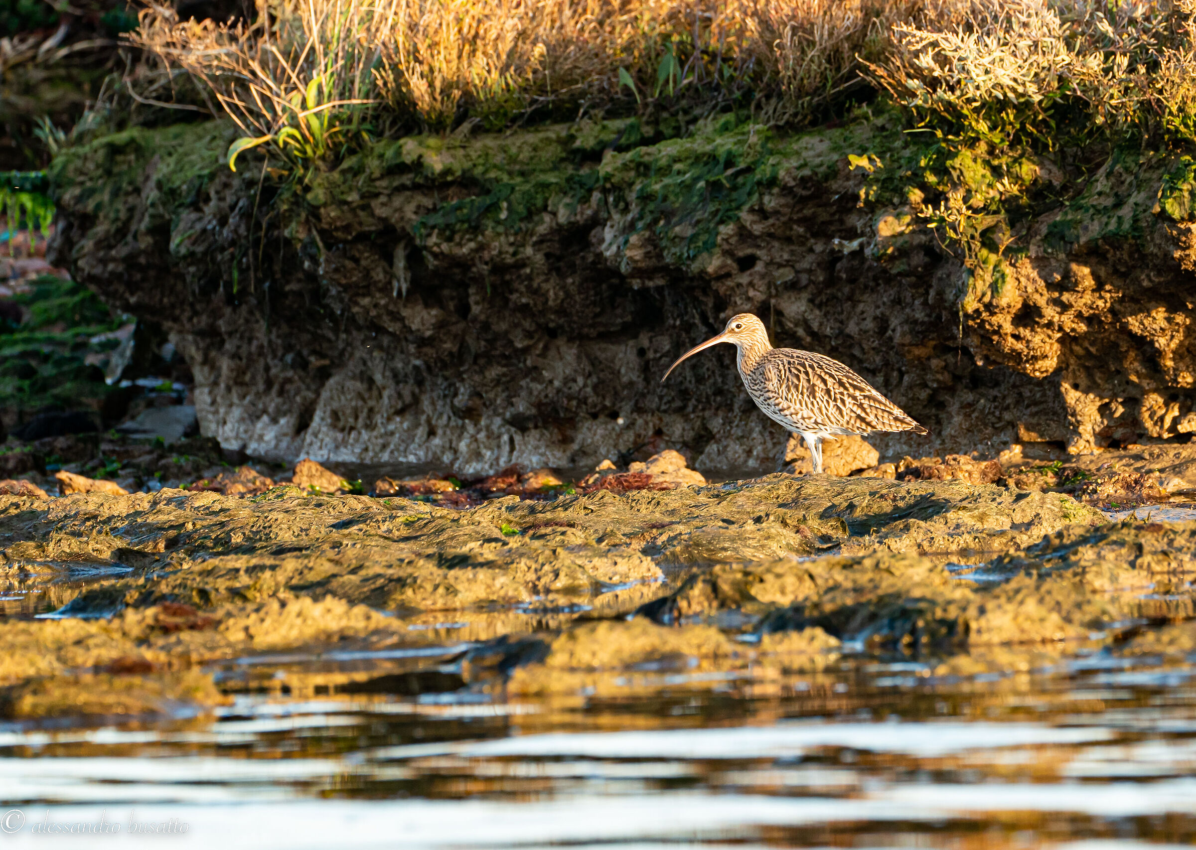 Curlew ...
