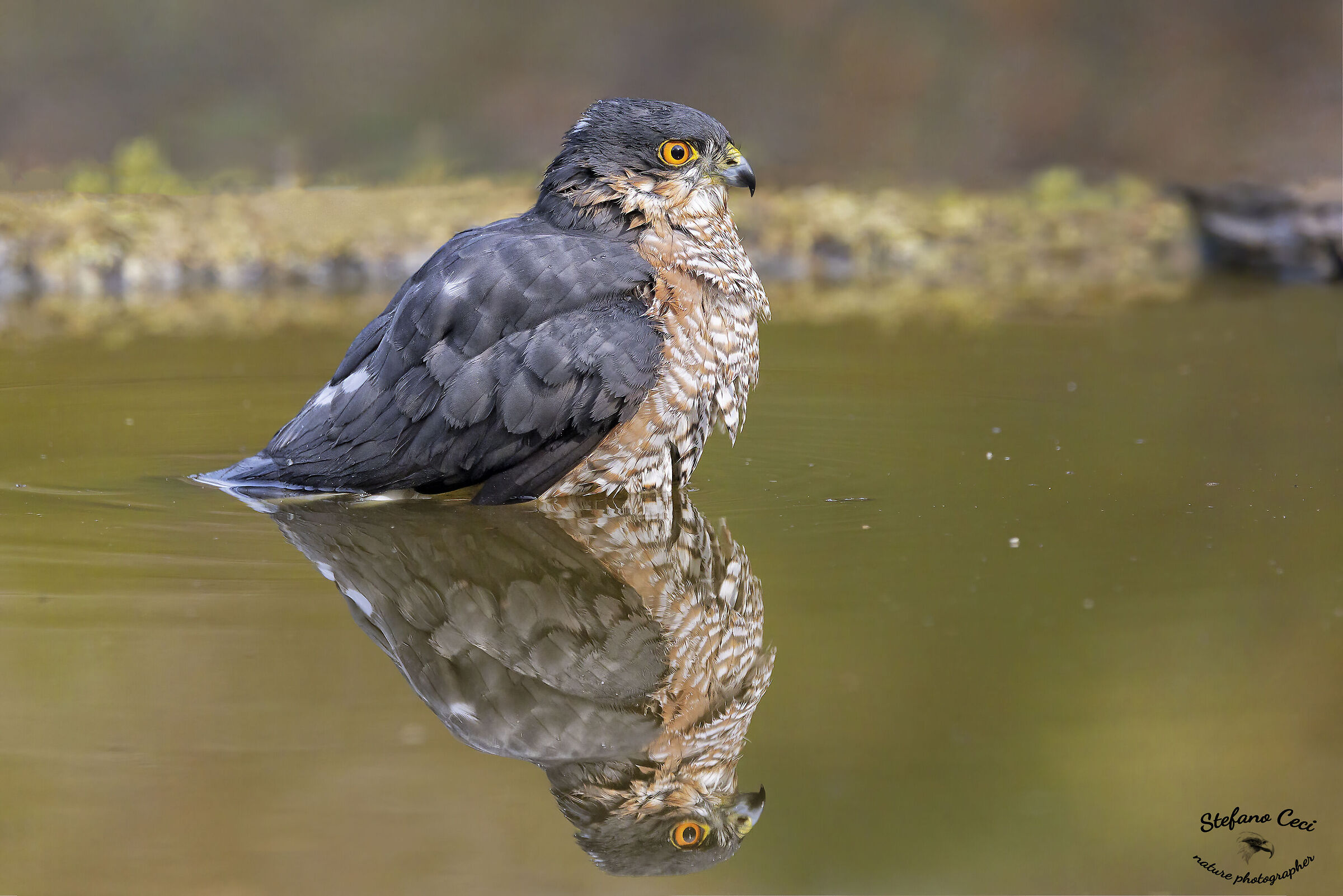 Male Sparrowhawk...