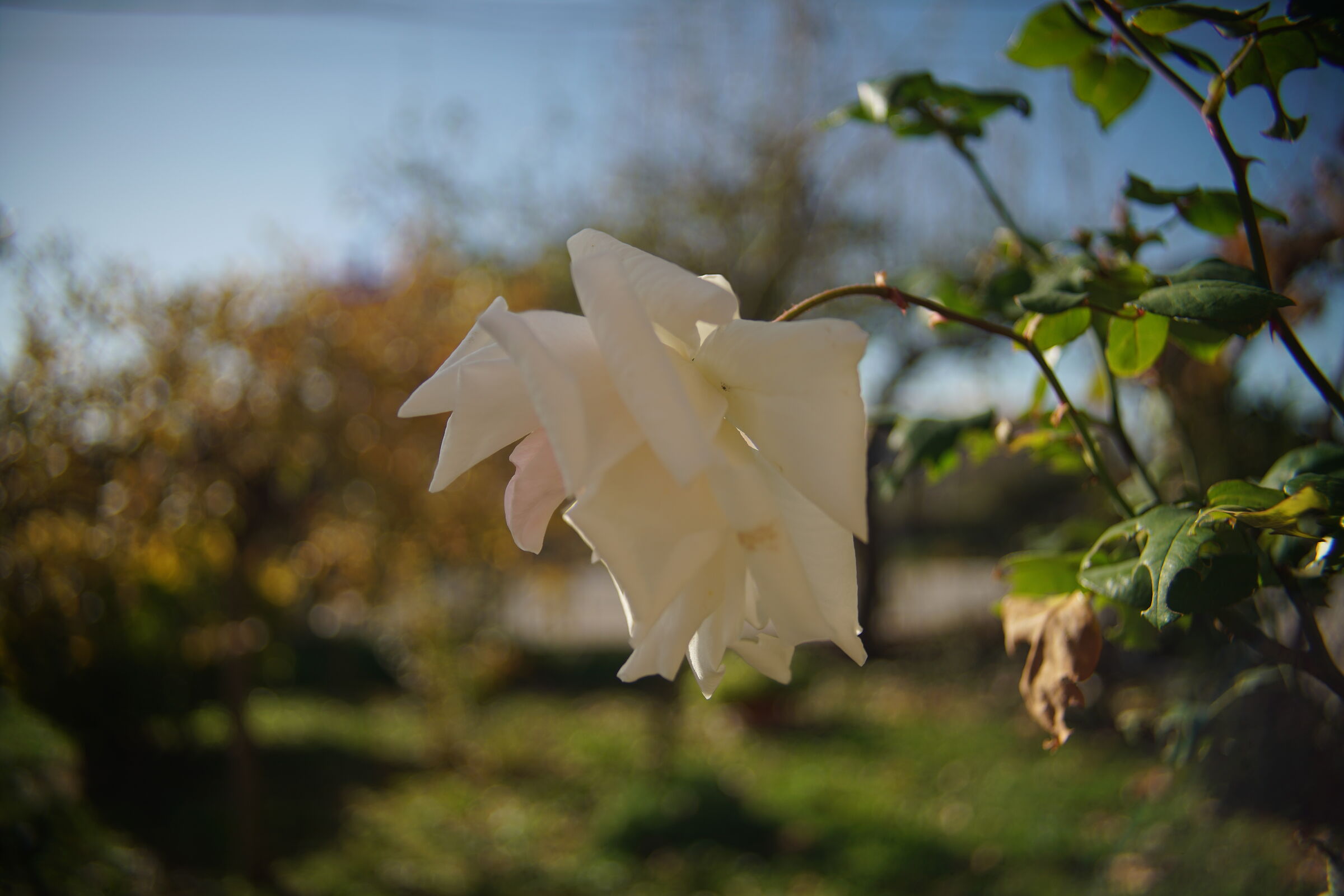 White rose...