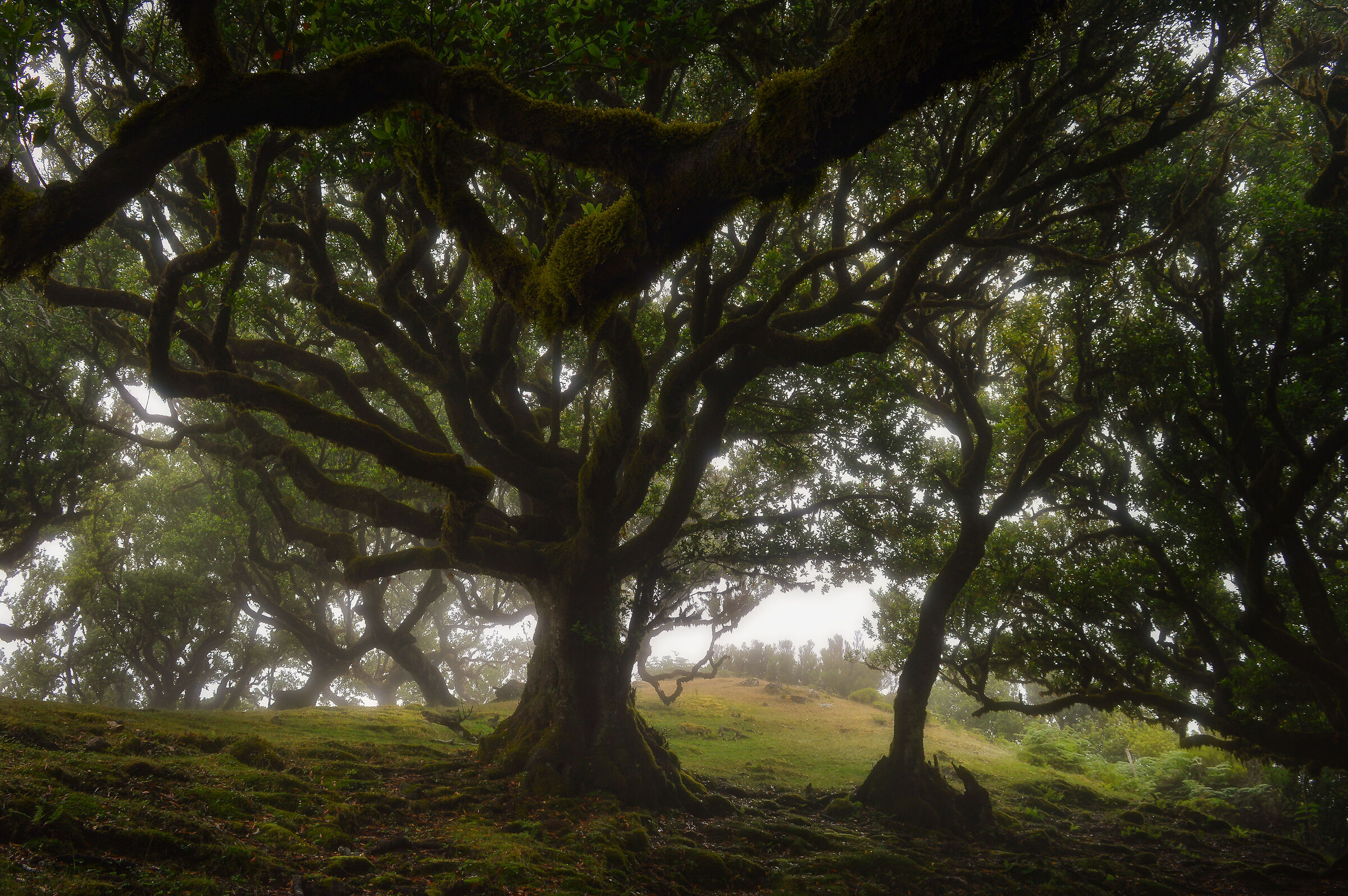 Foggy Forest in Madeira...