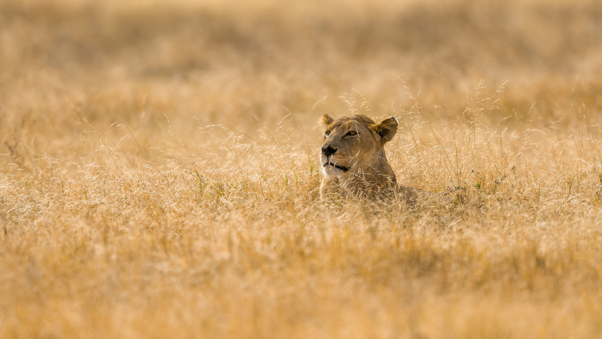 Lioness, Ngorongoro....