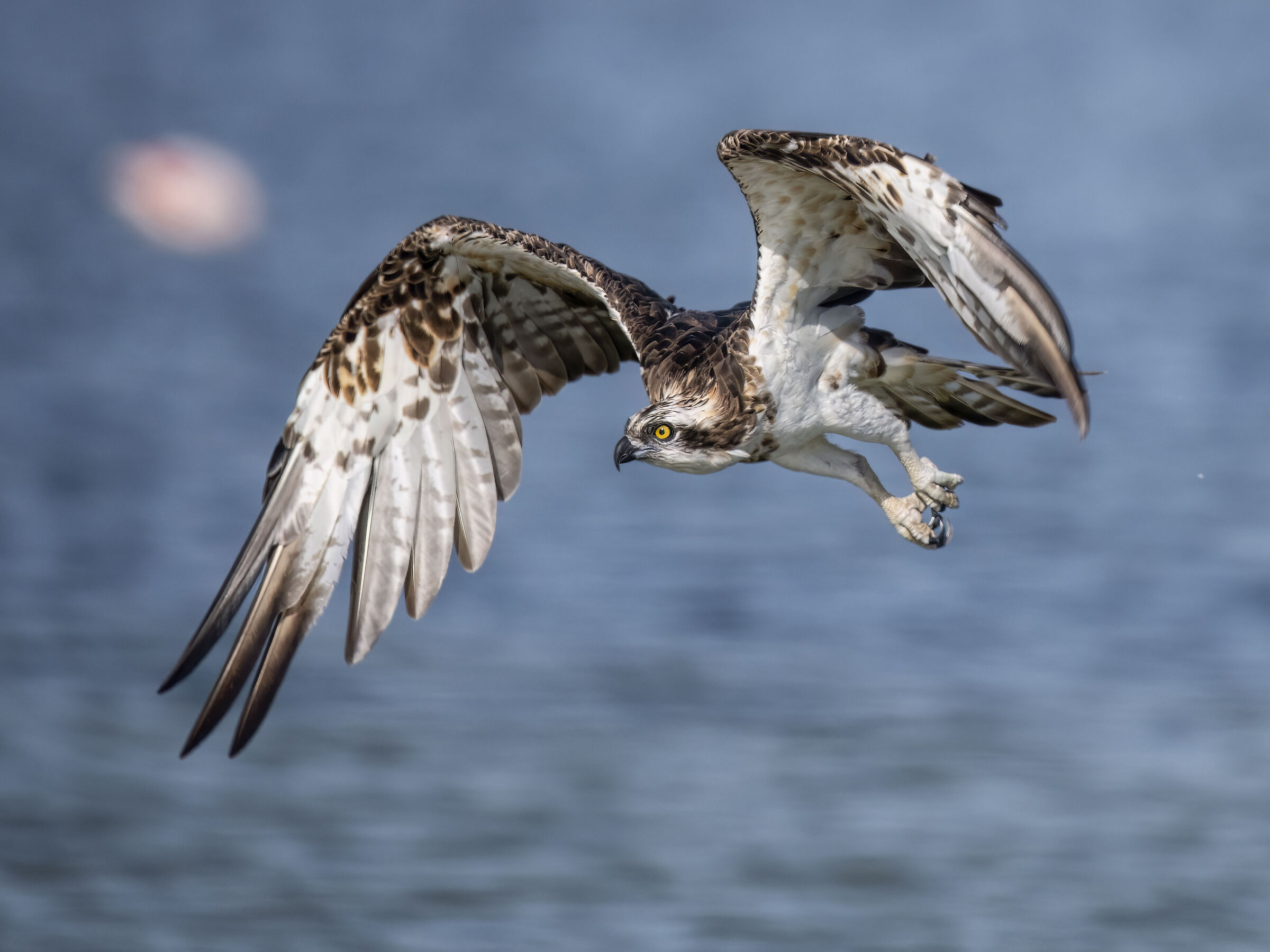 Osprey in flight...