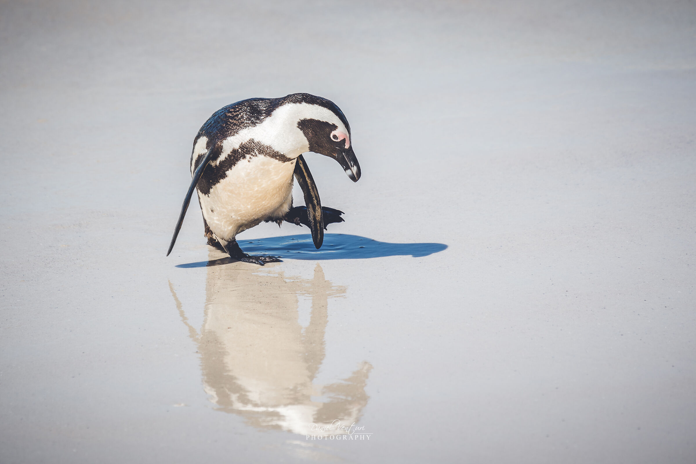 South African penguin...