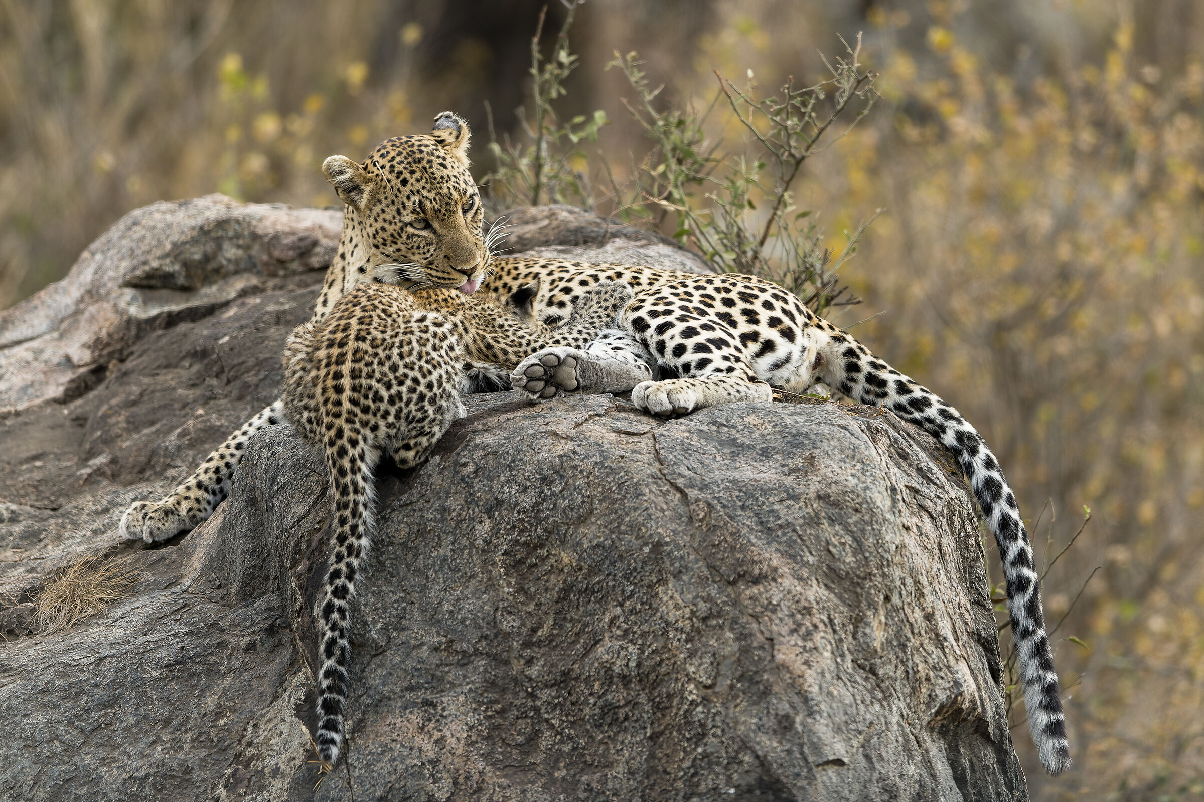 Leopard and cub, Serengeti....