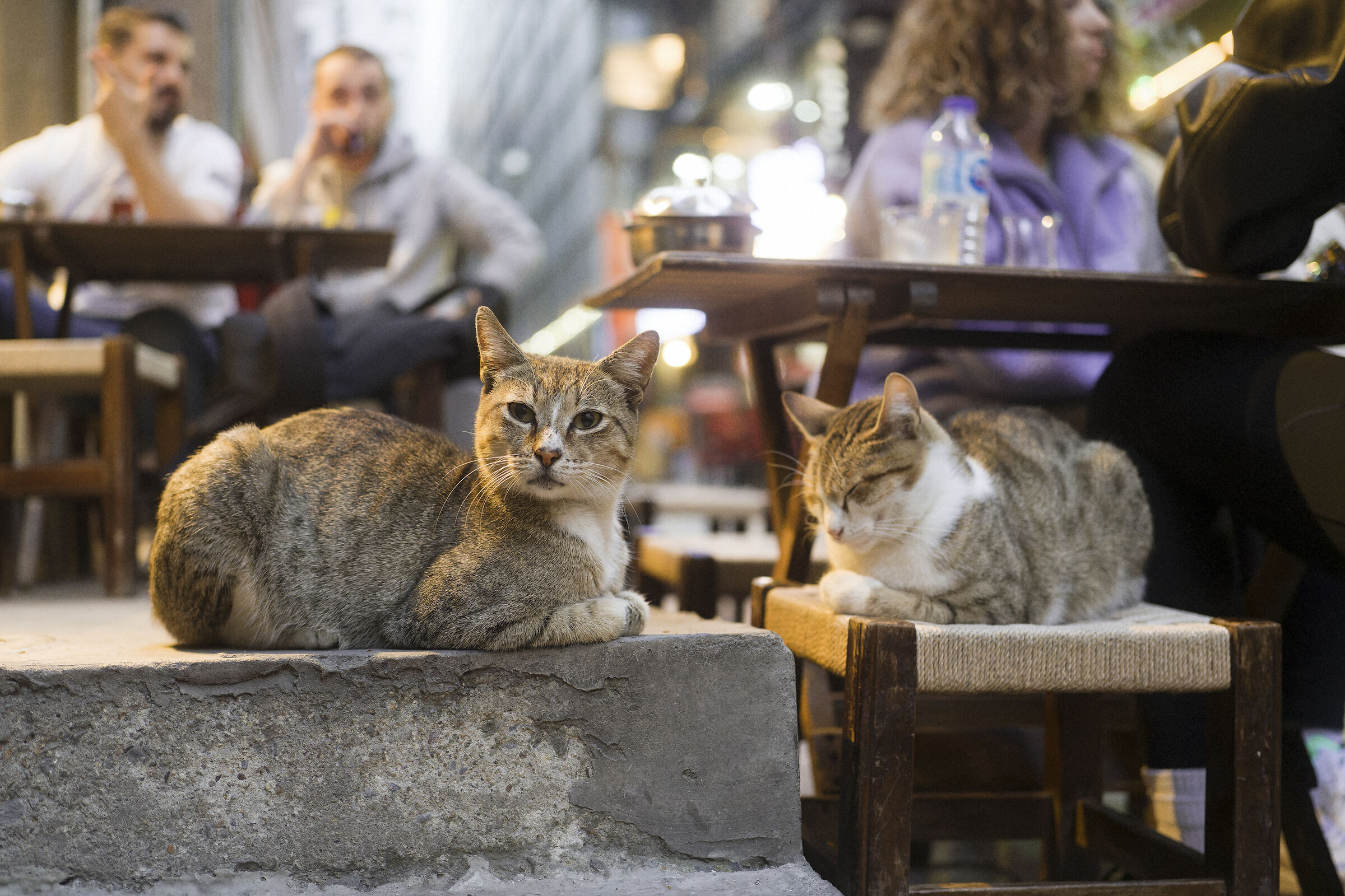 Istanbul cats, Turkey....