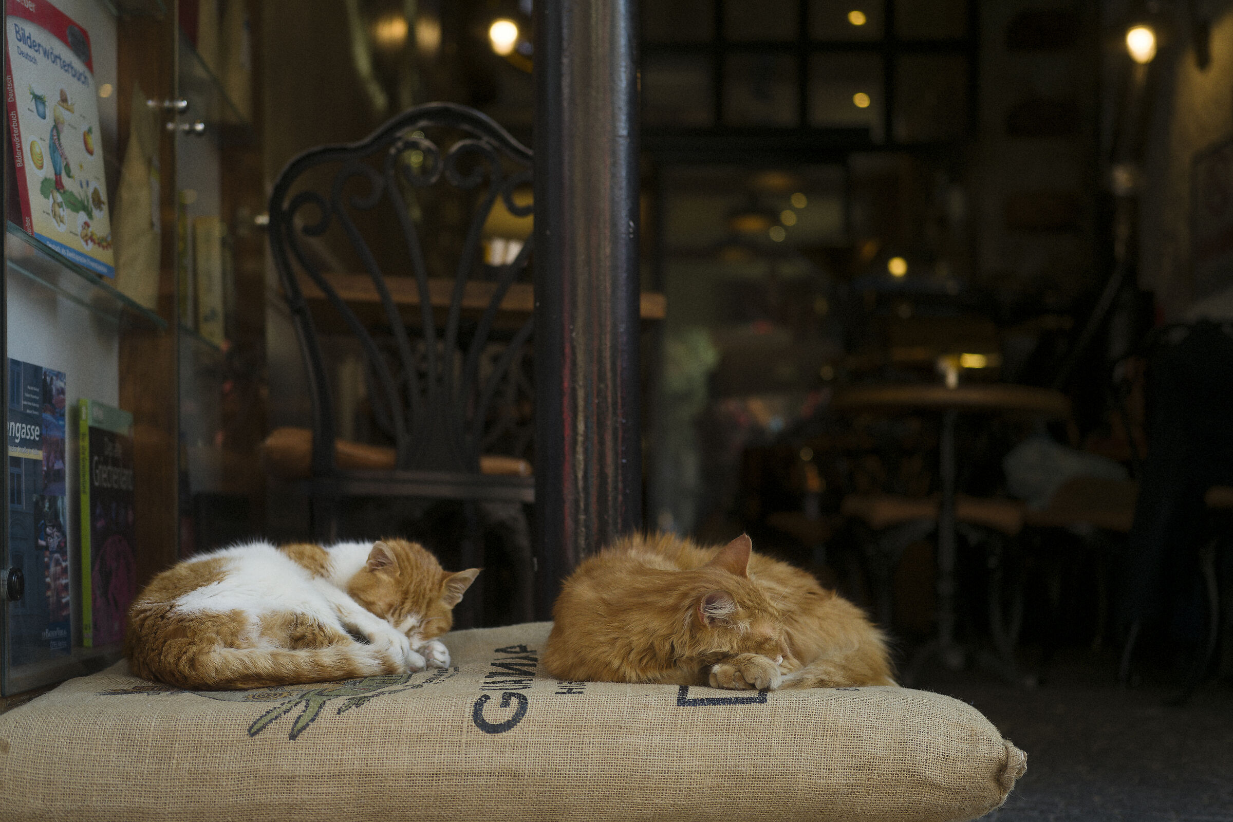 Istanbul cats, Turkey....