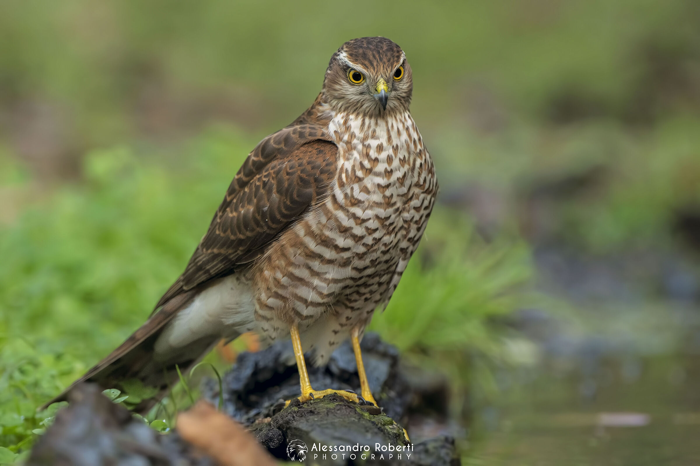 Young male sparrow hawk...