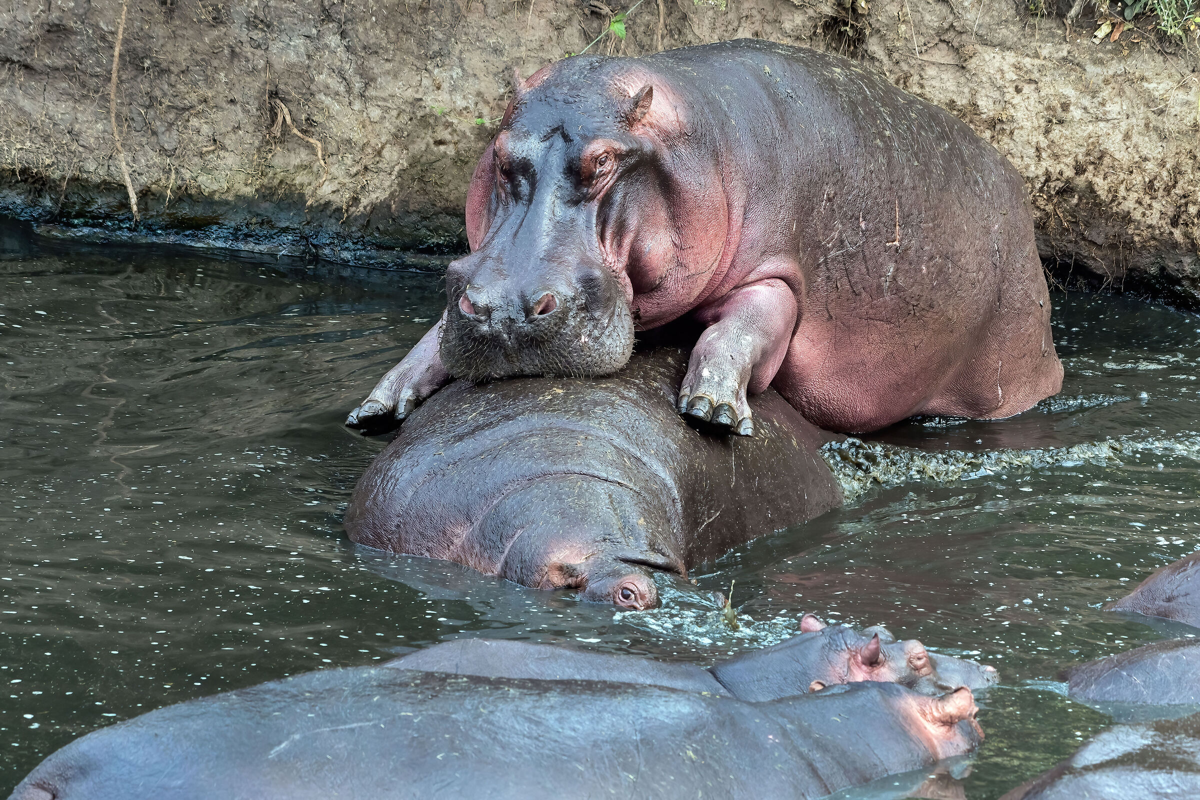accoppiamento di Ippopotami (Hippopotamus amphibius)...