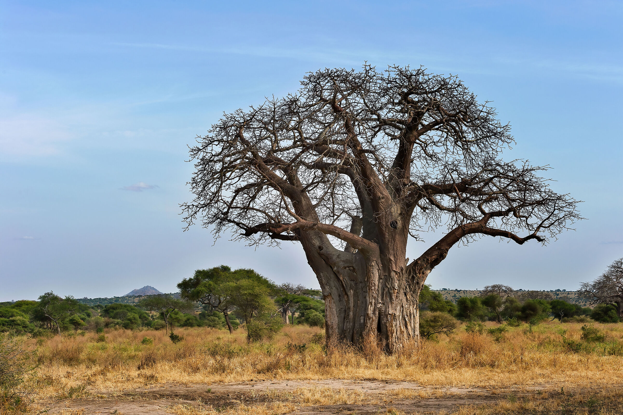 Baobab (Adansonia digitata)...