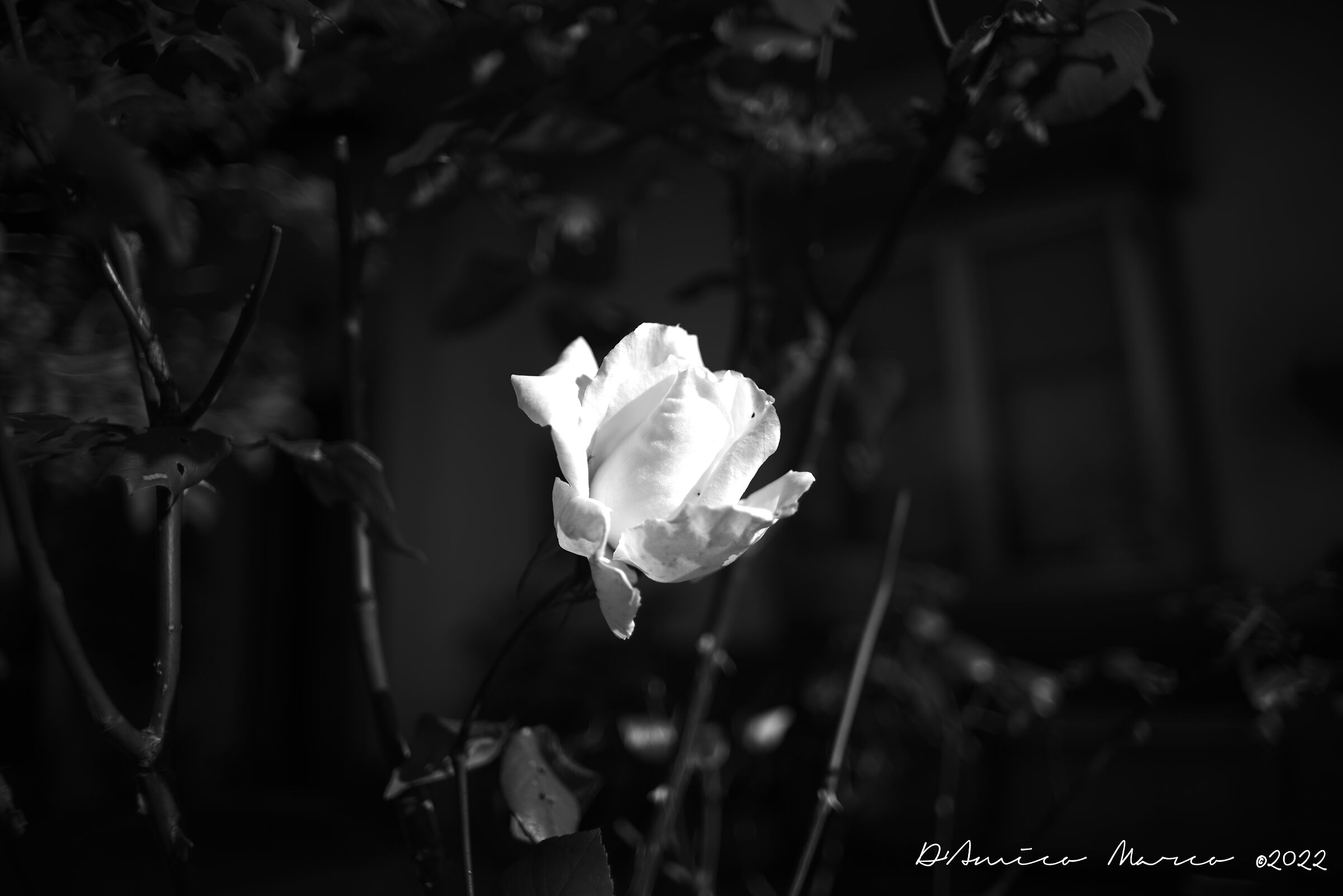 Rosa bianca.....e nero...