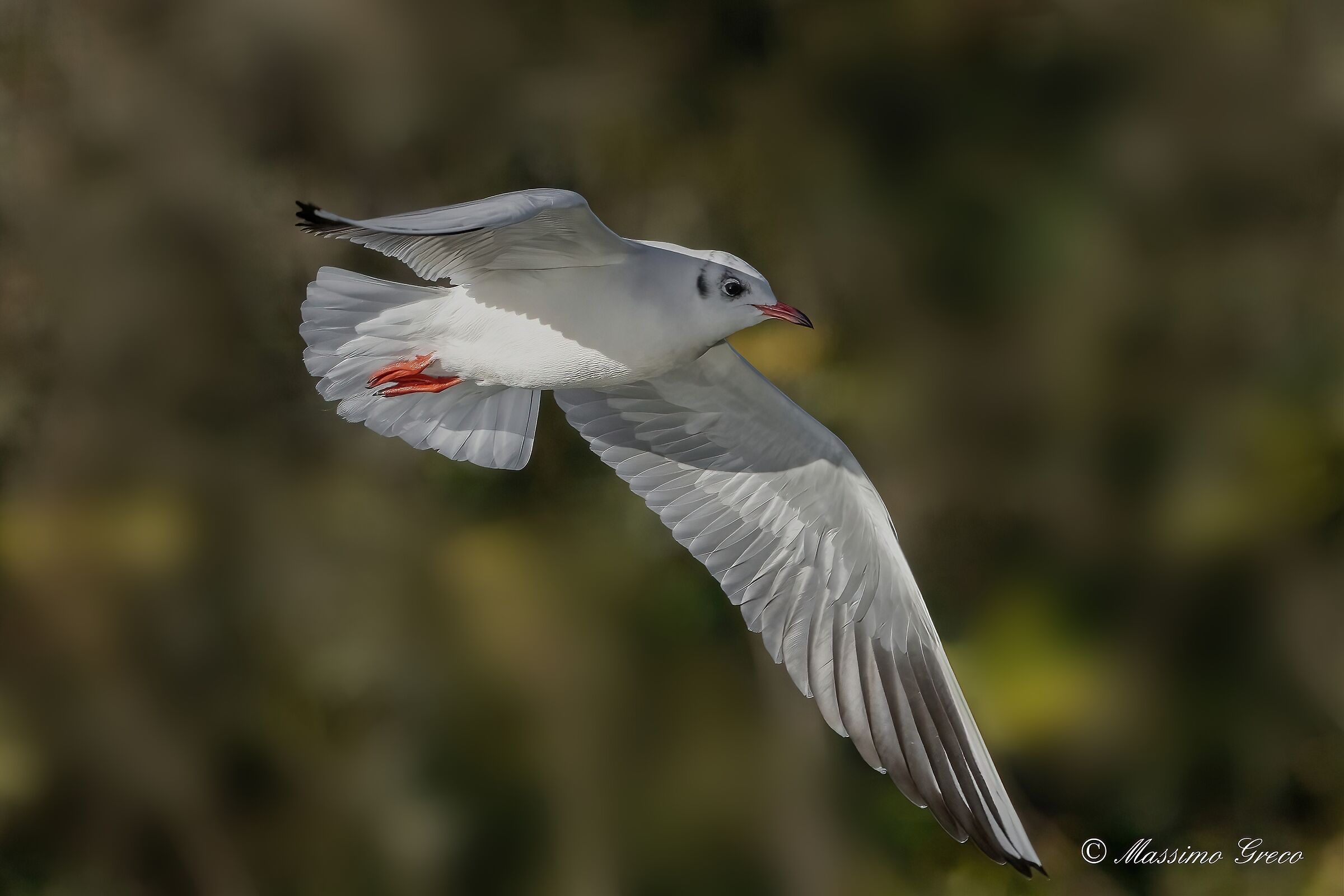 Common gull (Chroicocephalus ridibundus)...