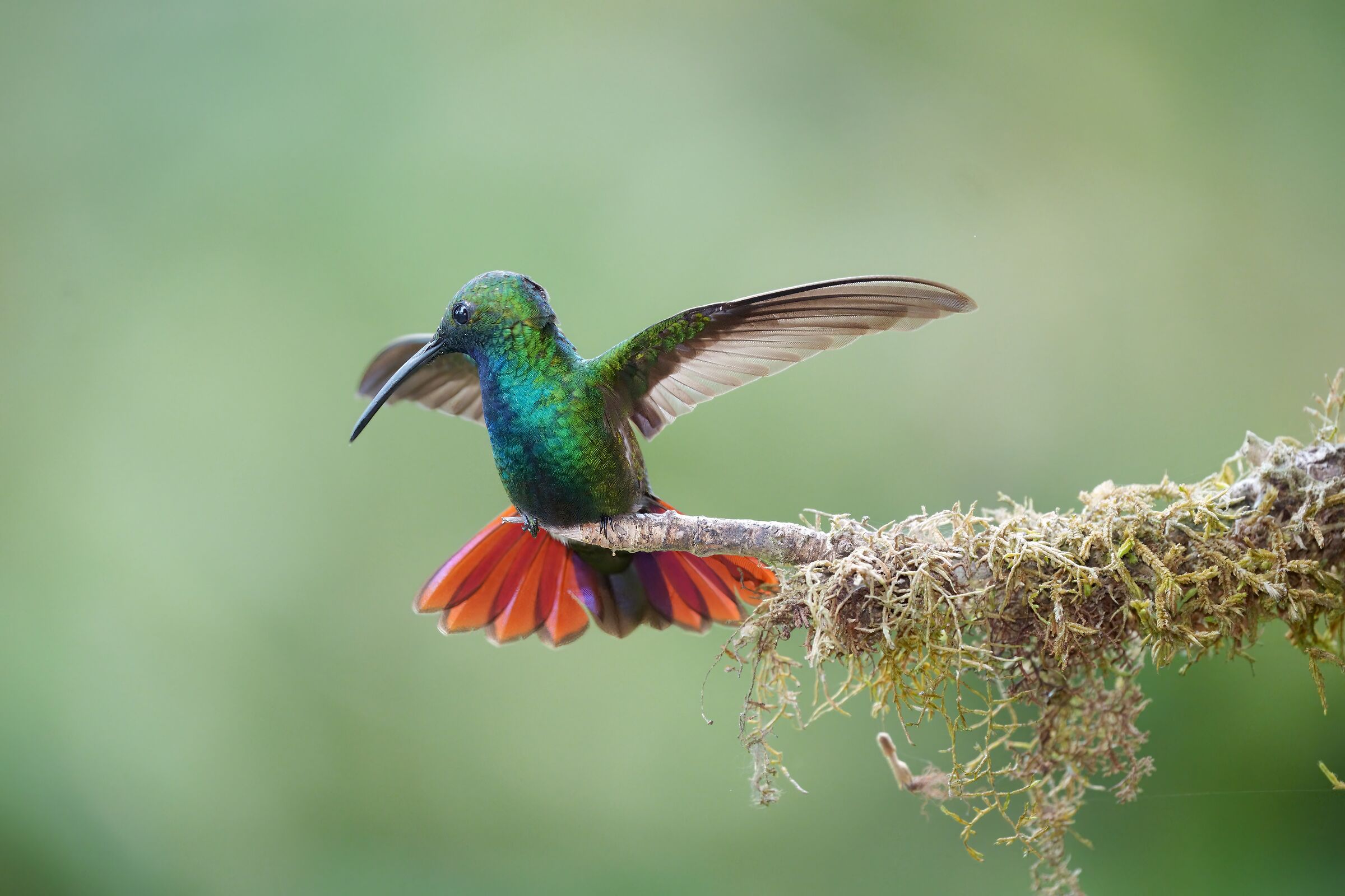 Hummingbird - Costa Rica 2022...
