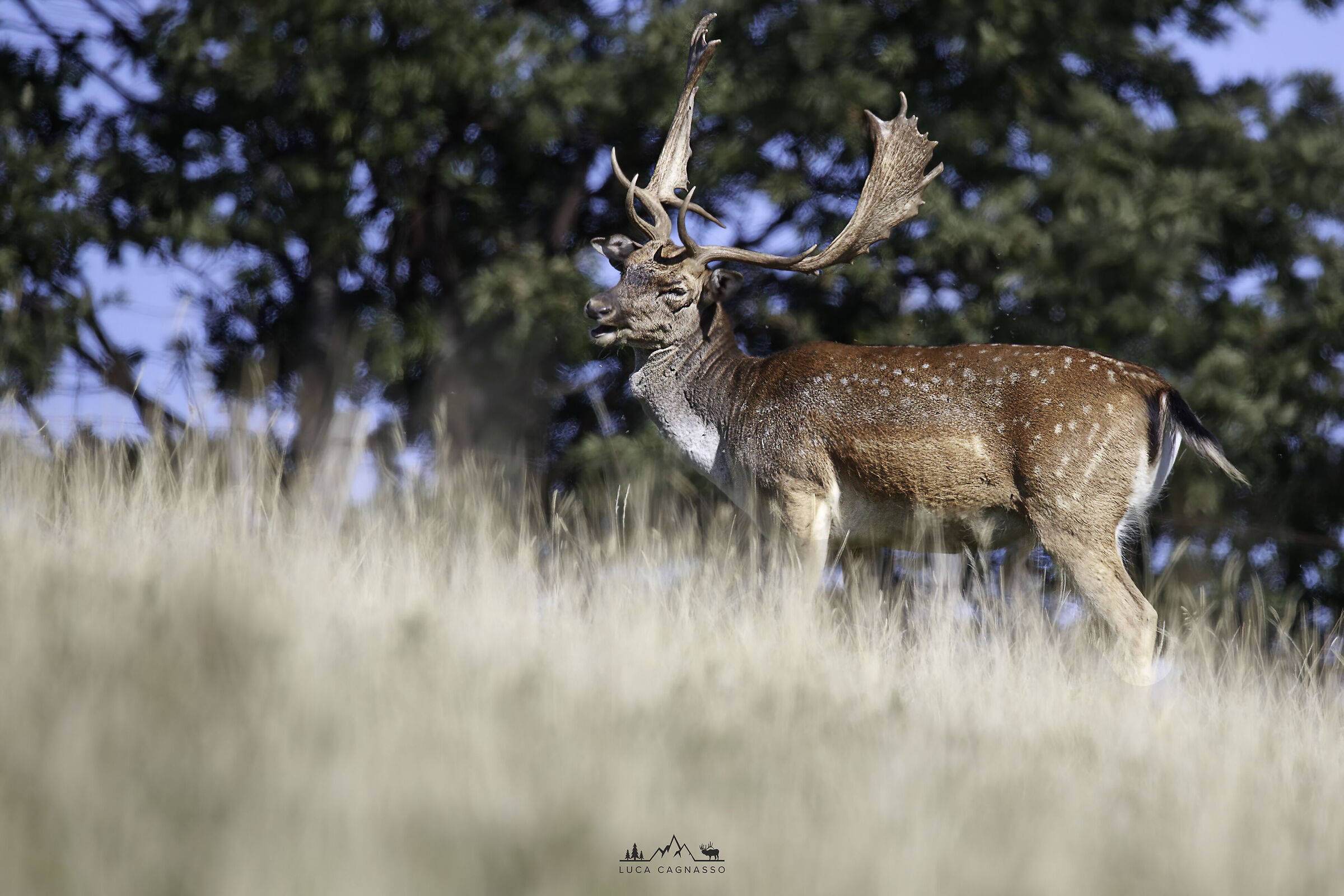 Fallow deer in the Casentino Forests...