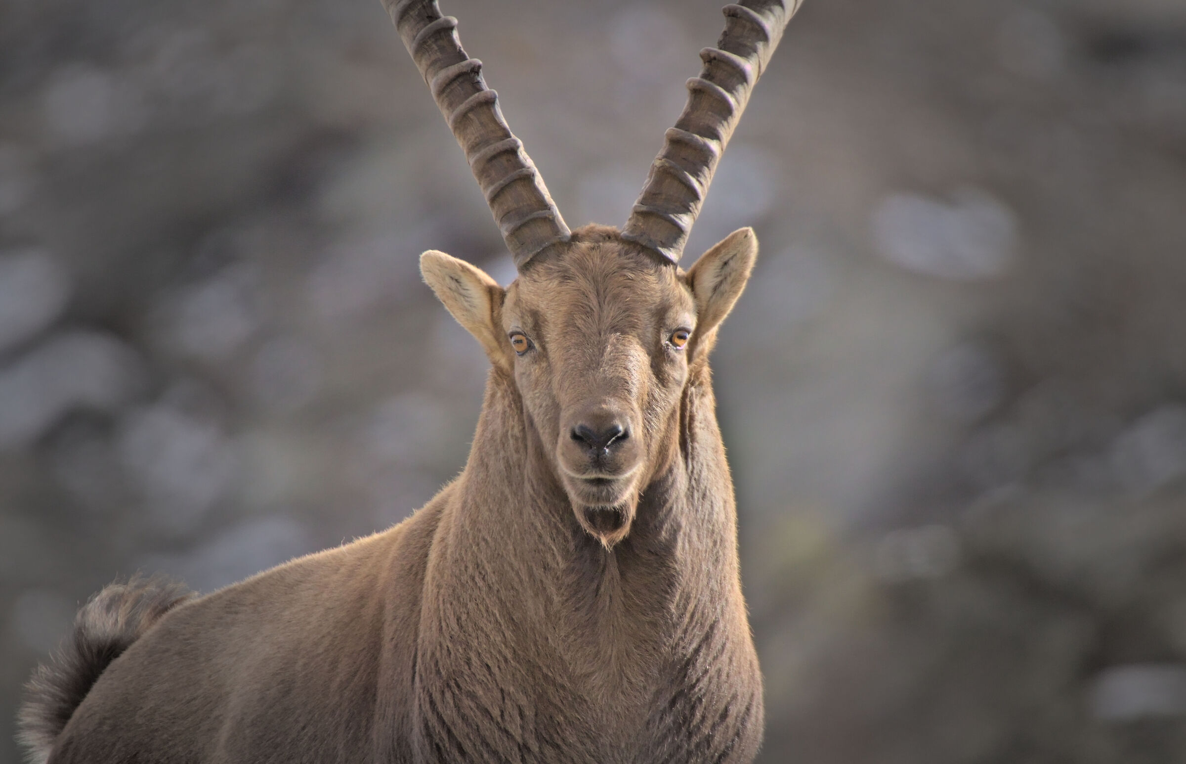 Portrait of ibex...