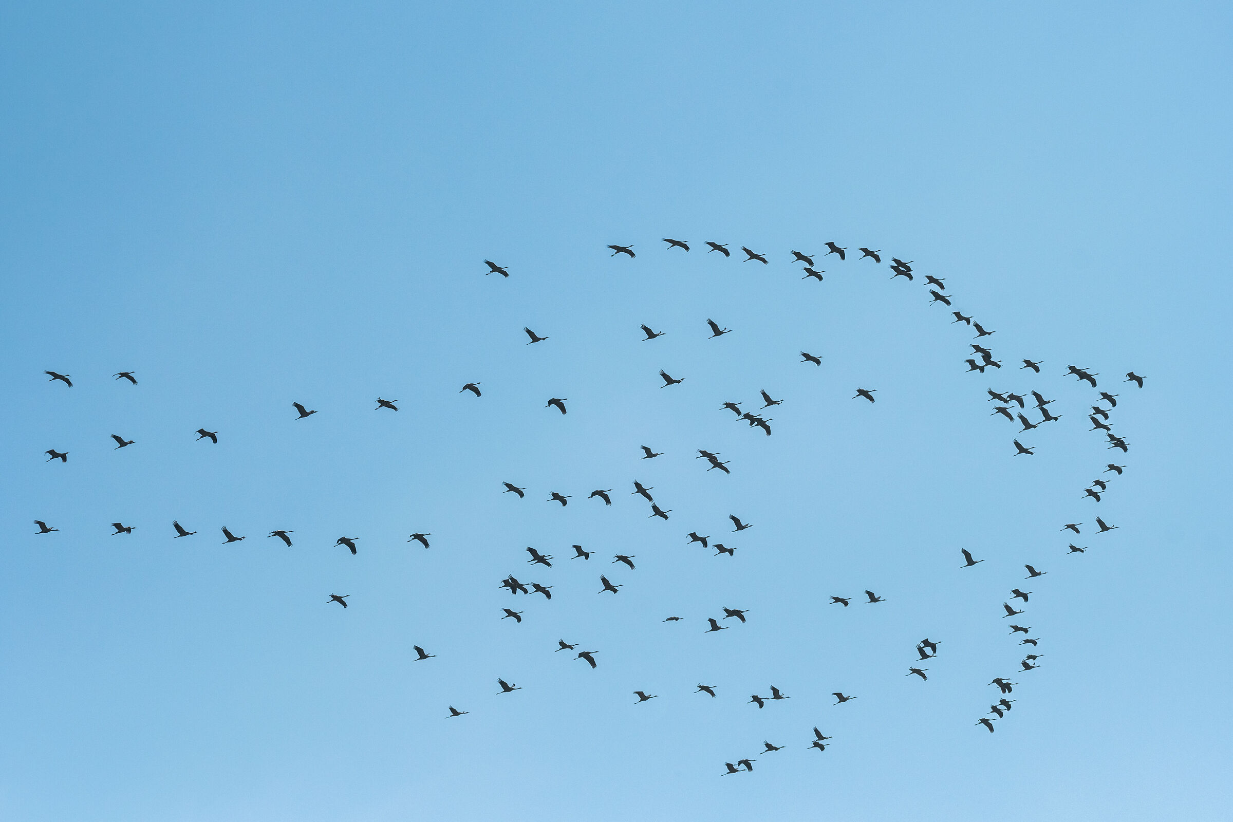Cranes draw a bird in the sky...