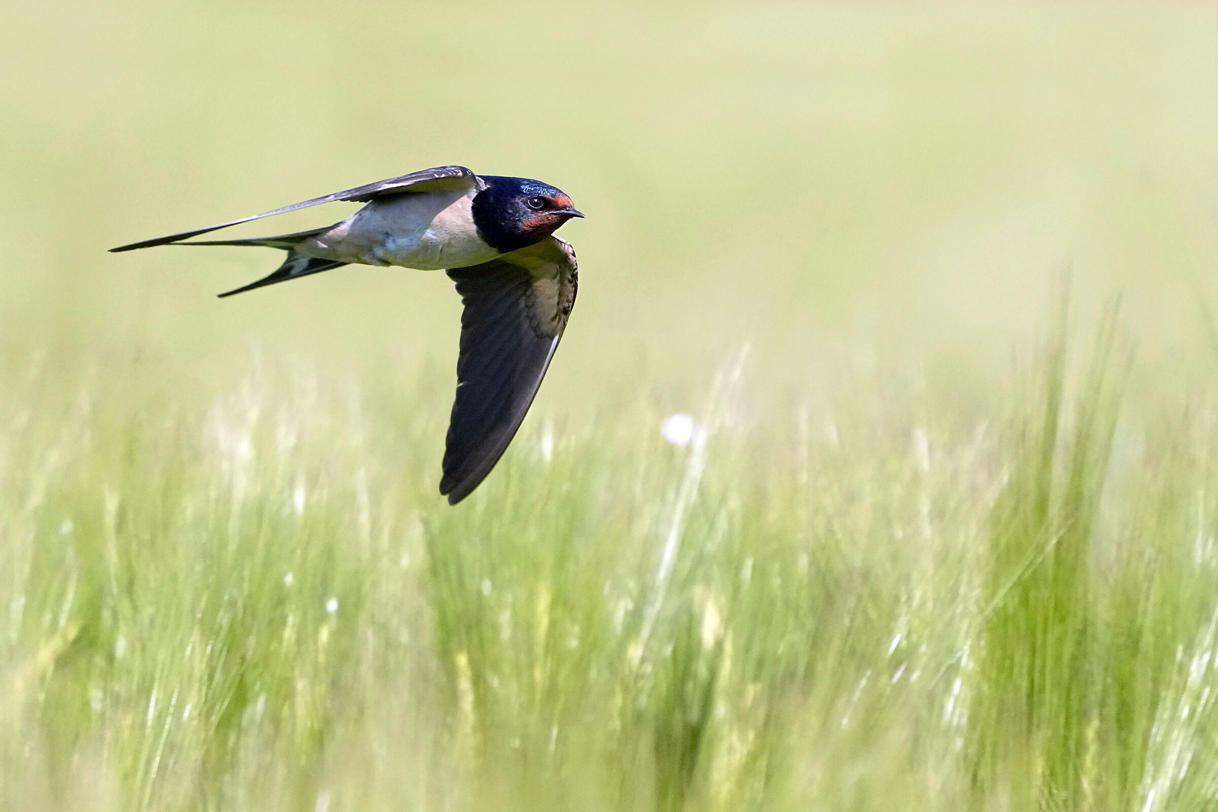 A swallow FA spring...