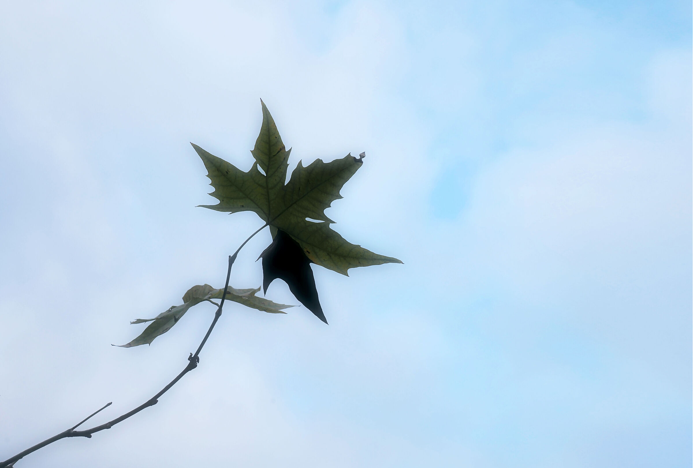 Leaf and sky...