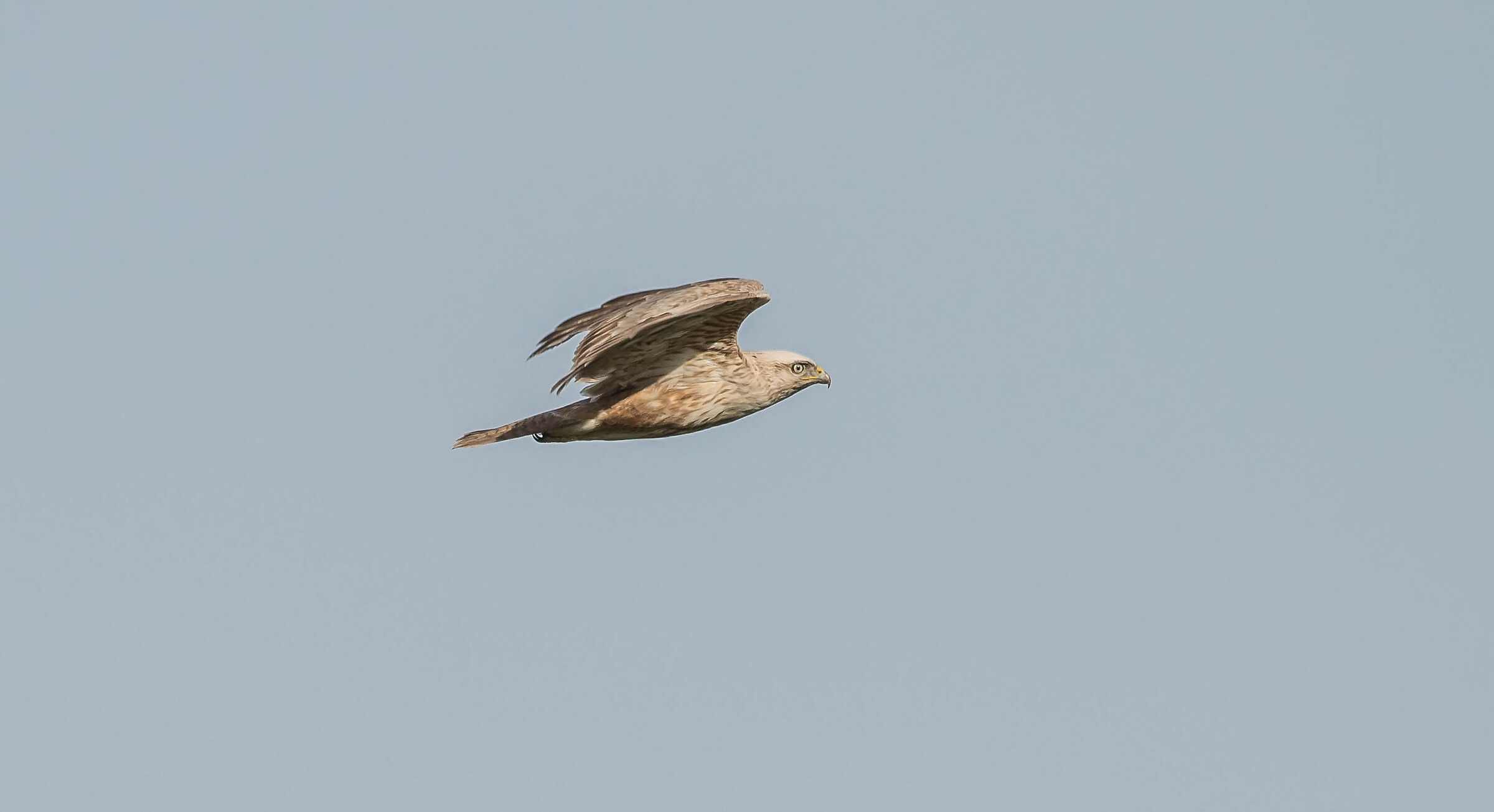 White-tailed buzzard...