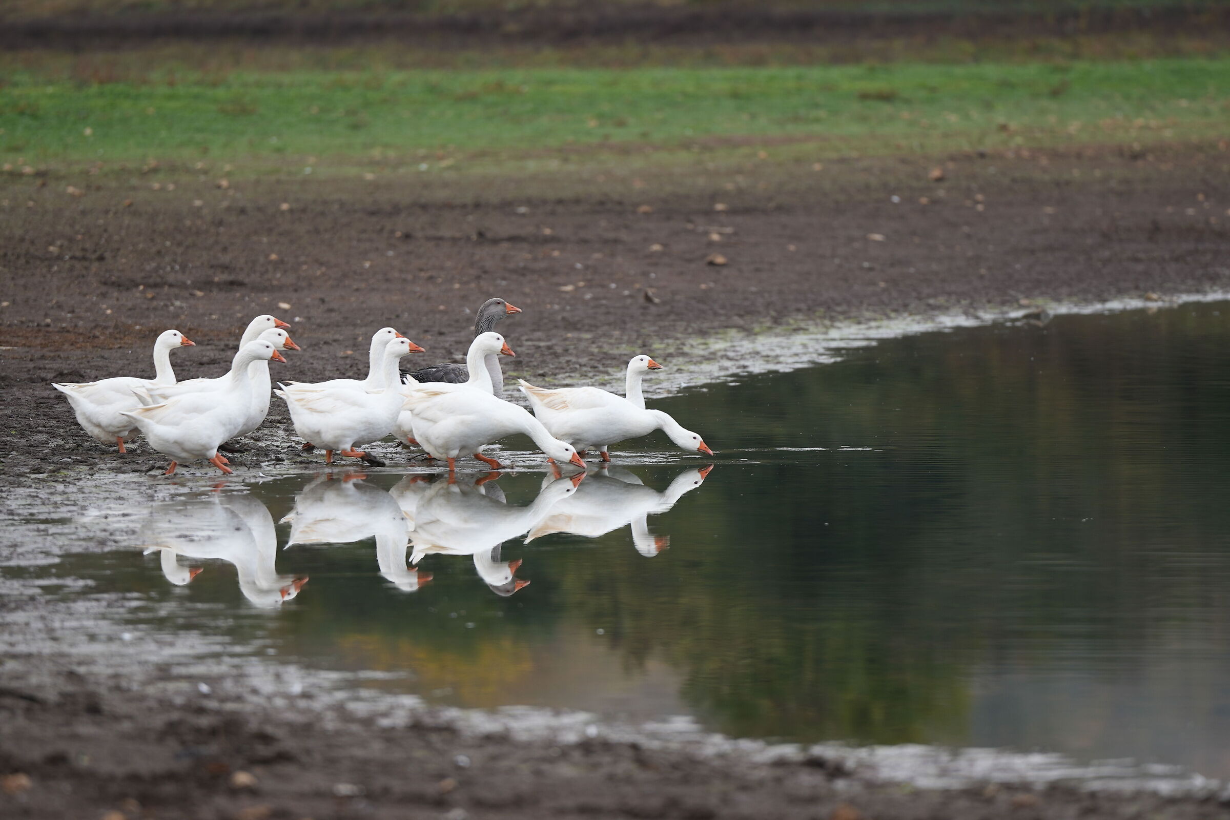 Geese&Reflection...