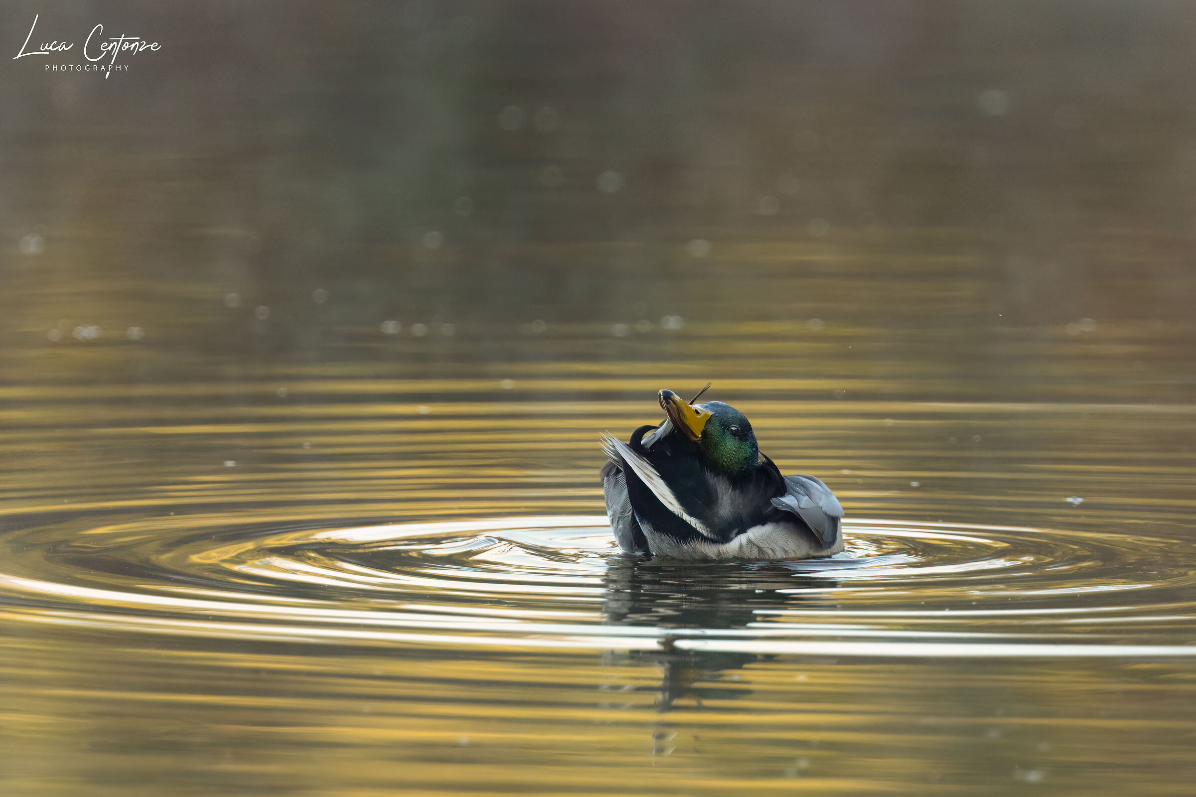 Mallard Duck (Anas platyrhyncos)...