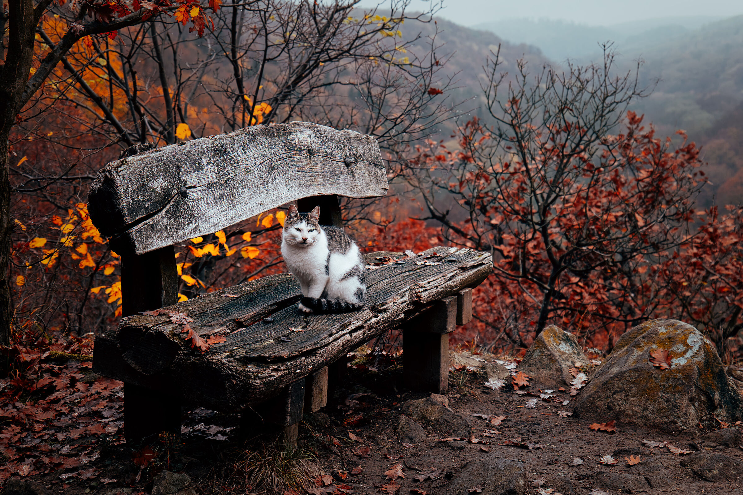 Triste gatto senzatetto nelle montagne nebbiose...