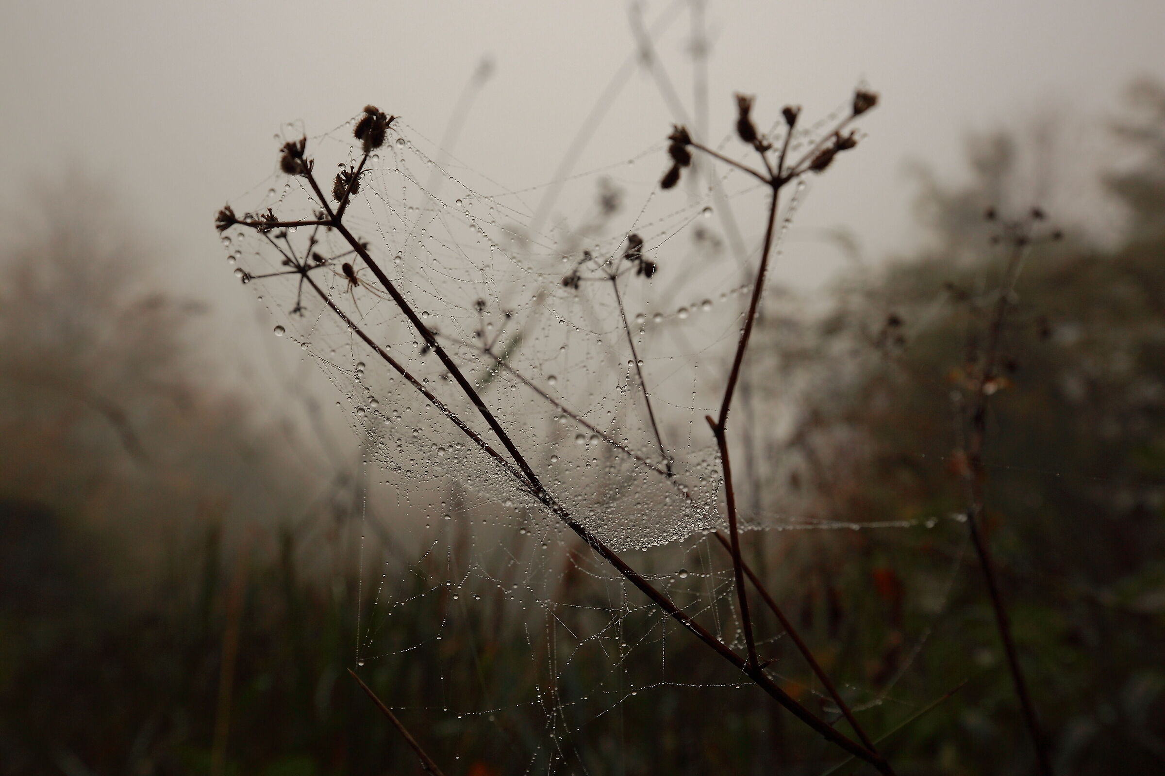 There is life in the spider's web ...