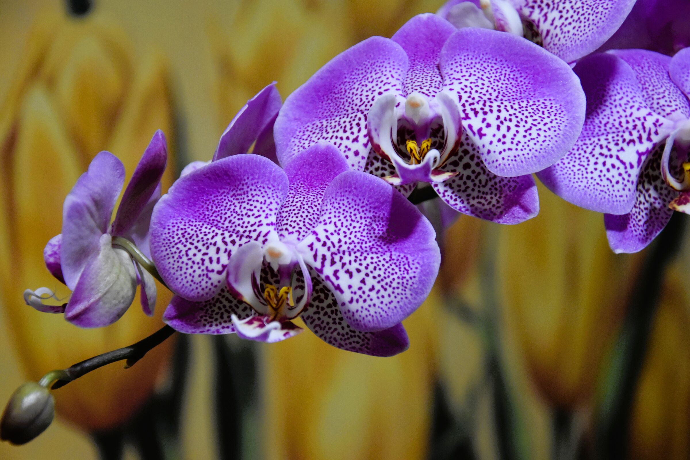 orchidea phalaenopsis...