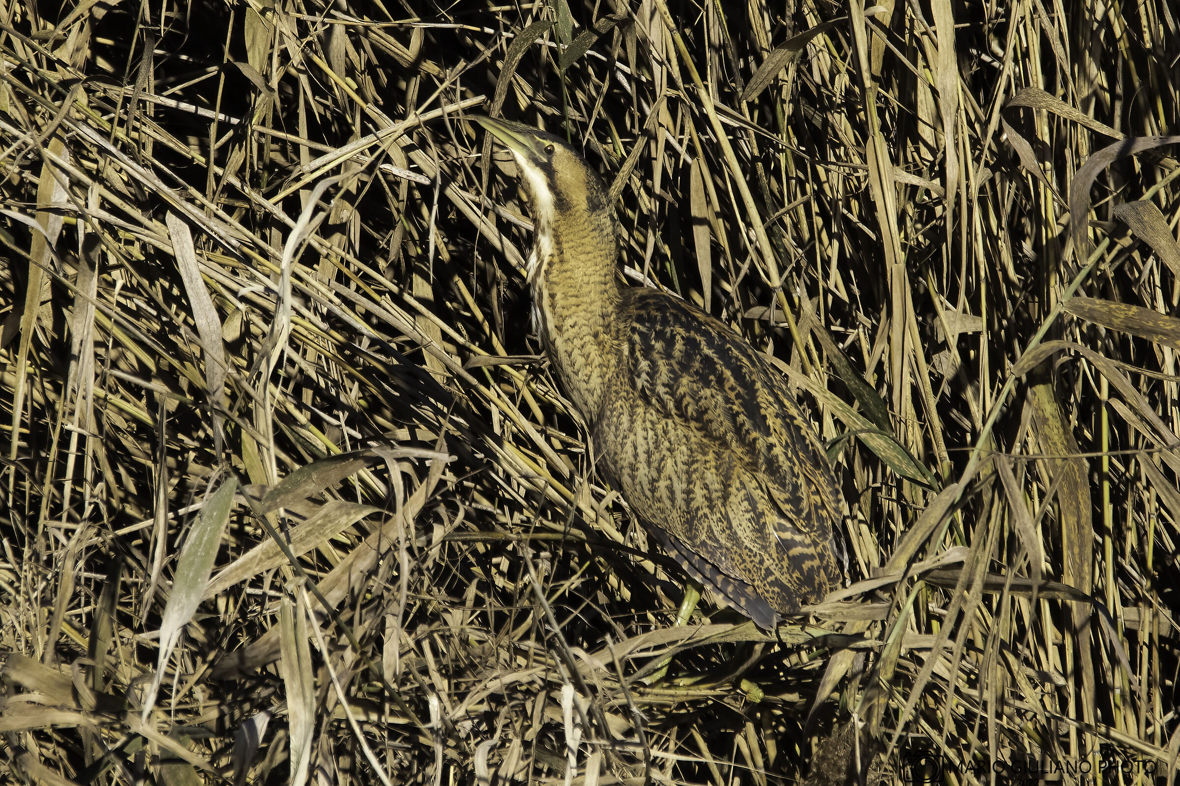 The mimicry of bittern...
