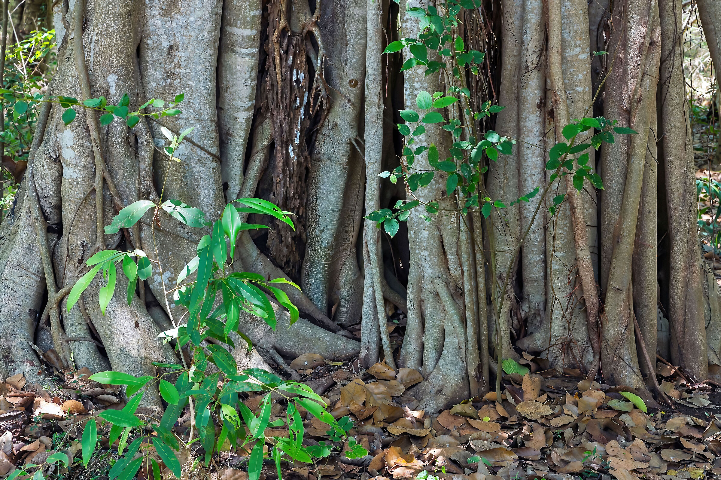 Ficus benghalensis...