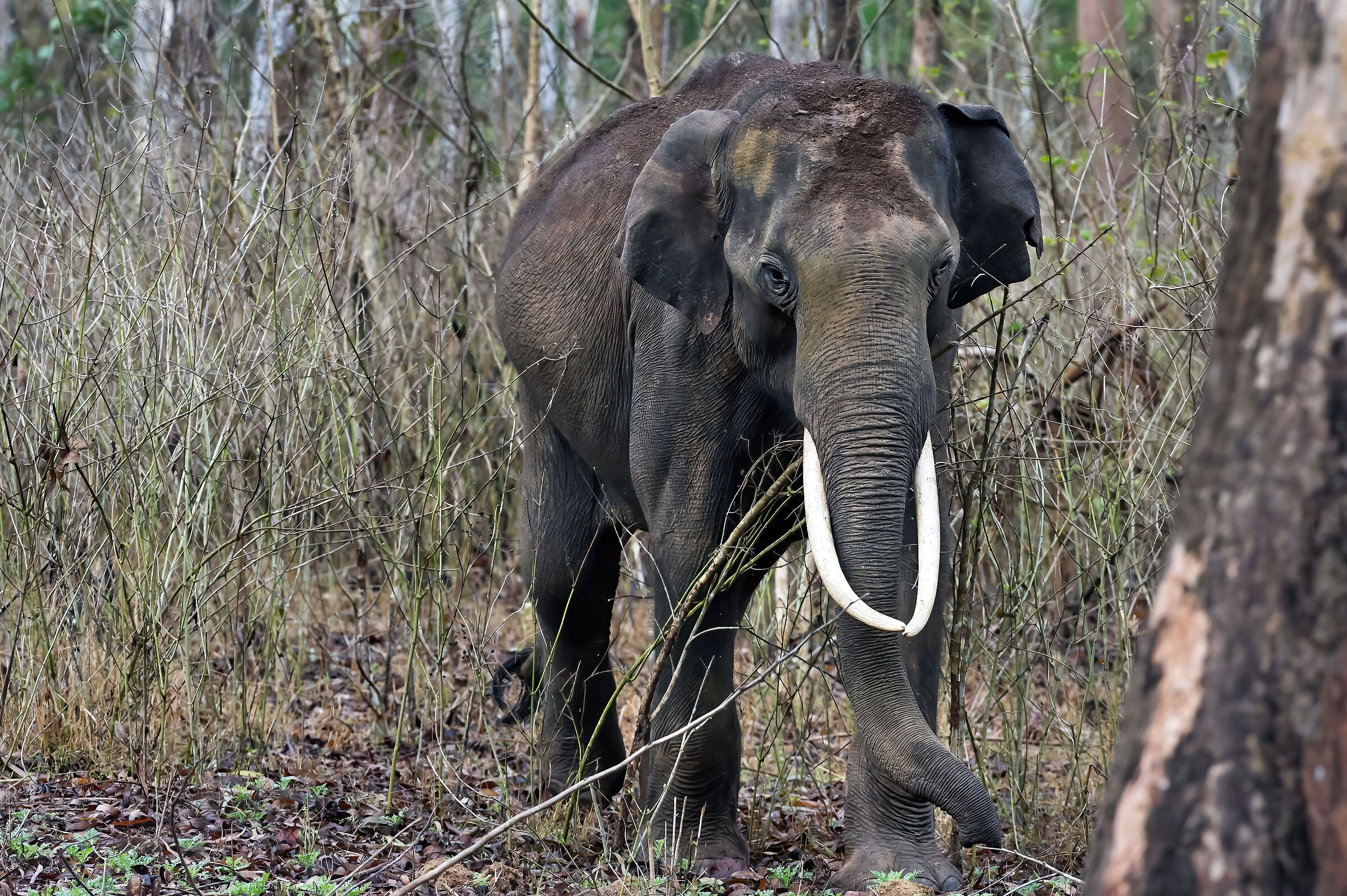 Elefante asiatico (Elephas maximus)...