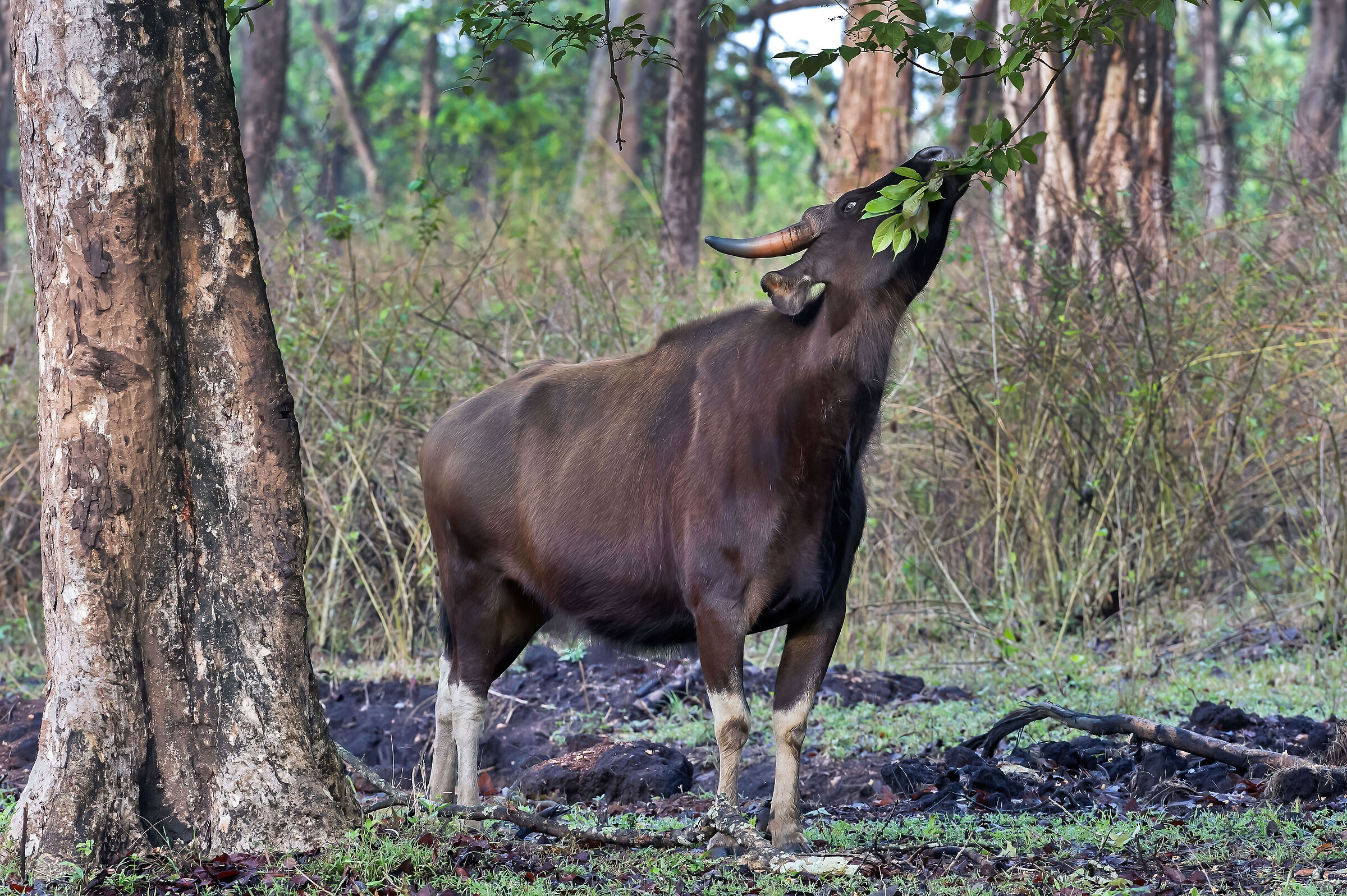 Bisonte indiano (Bos gaurus)...