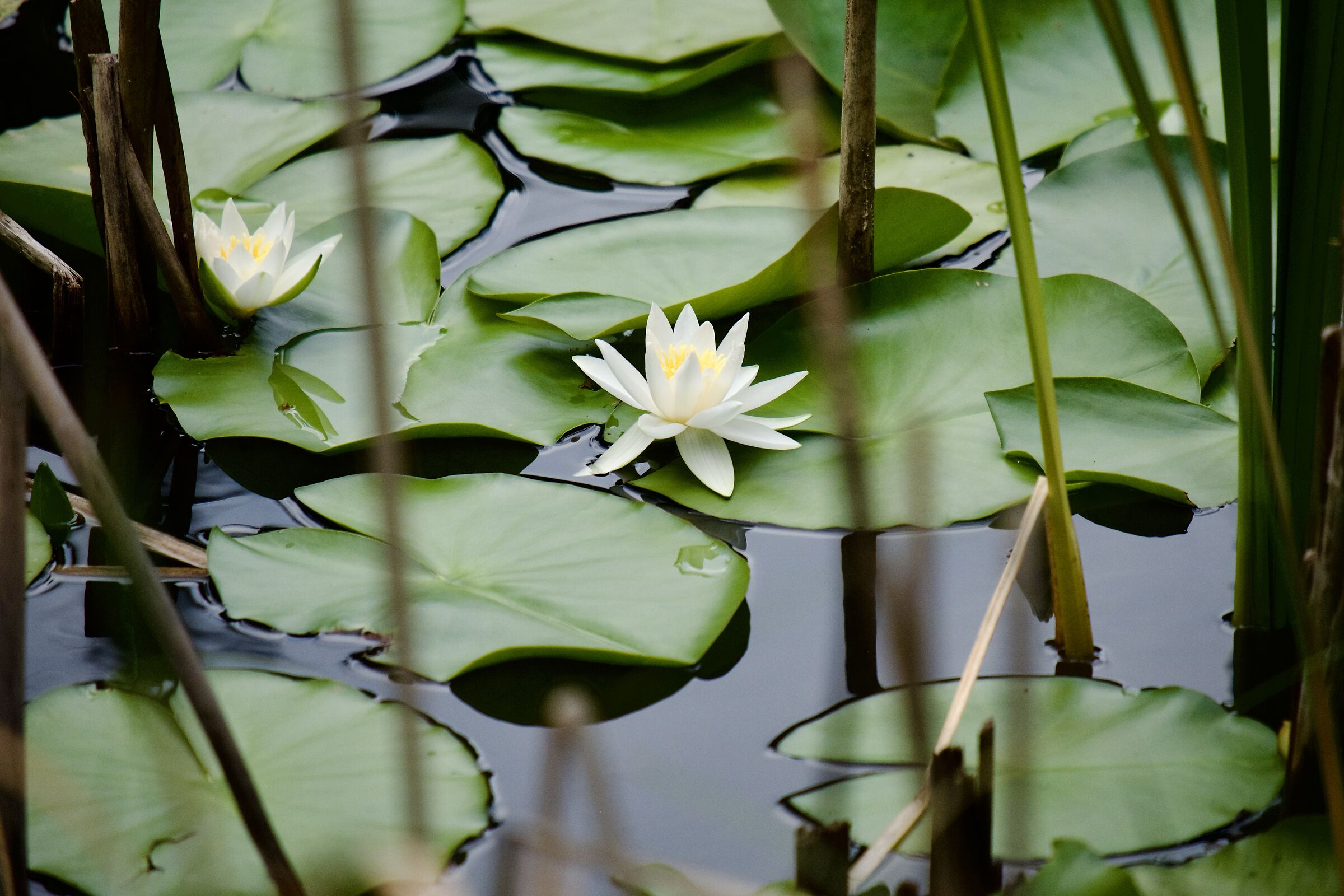 Water Lily Pond 2...