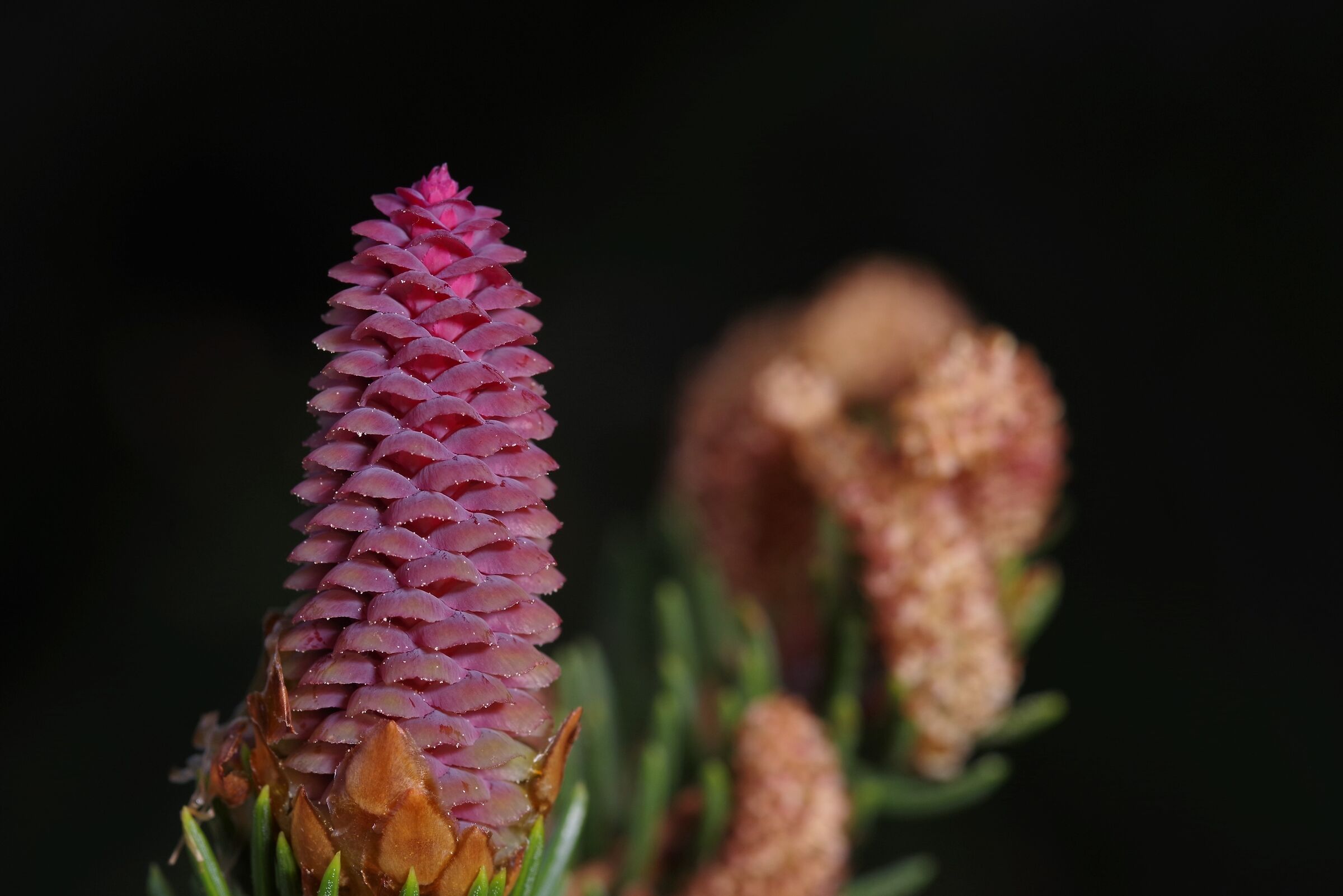 Immature female cone of Spruce...