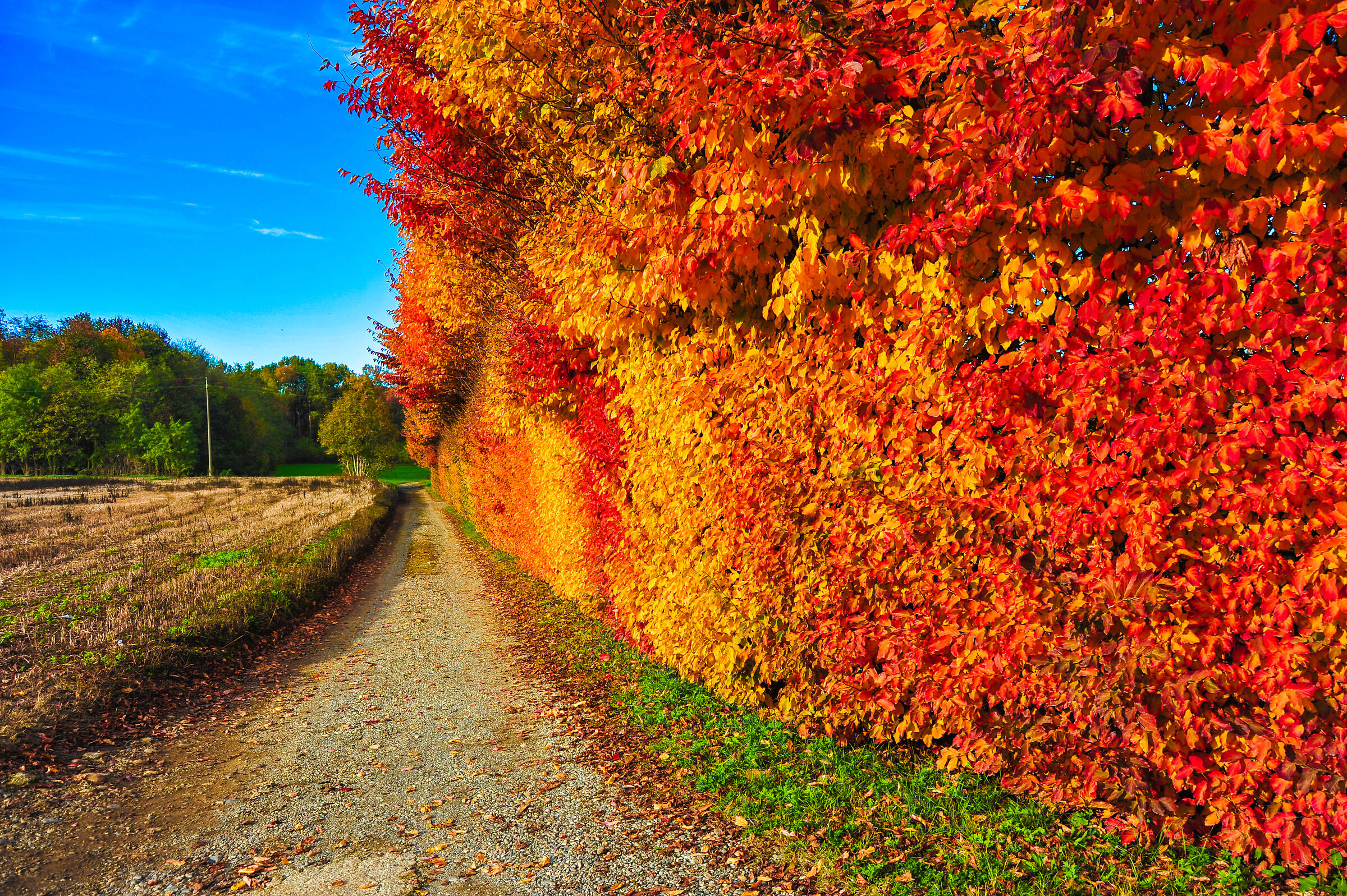I colori dell'autunno...