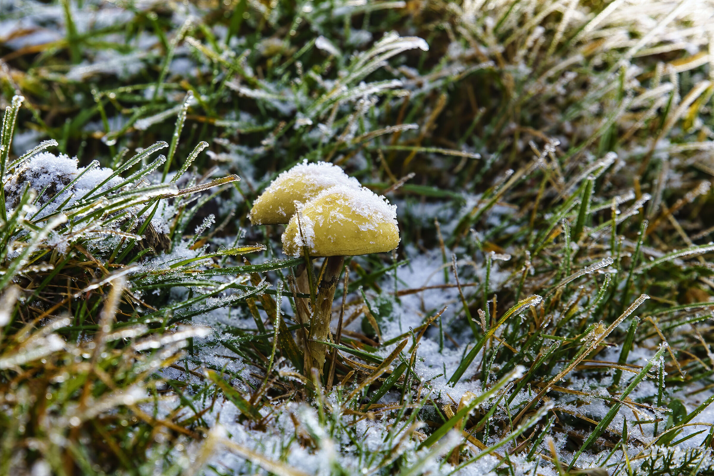 Late mushrooms (frozen)...