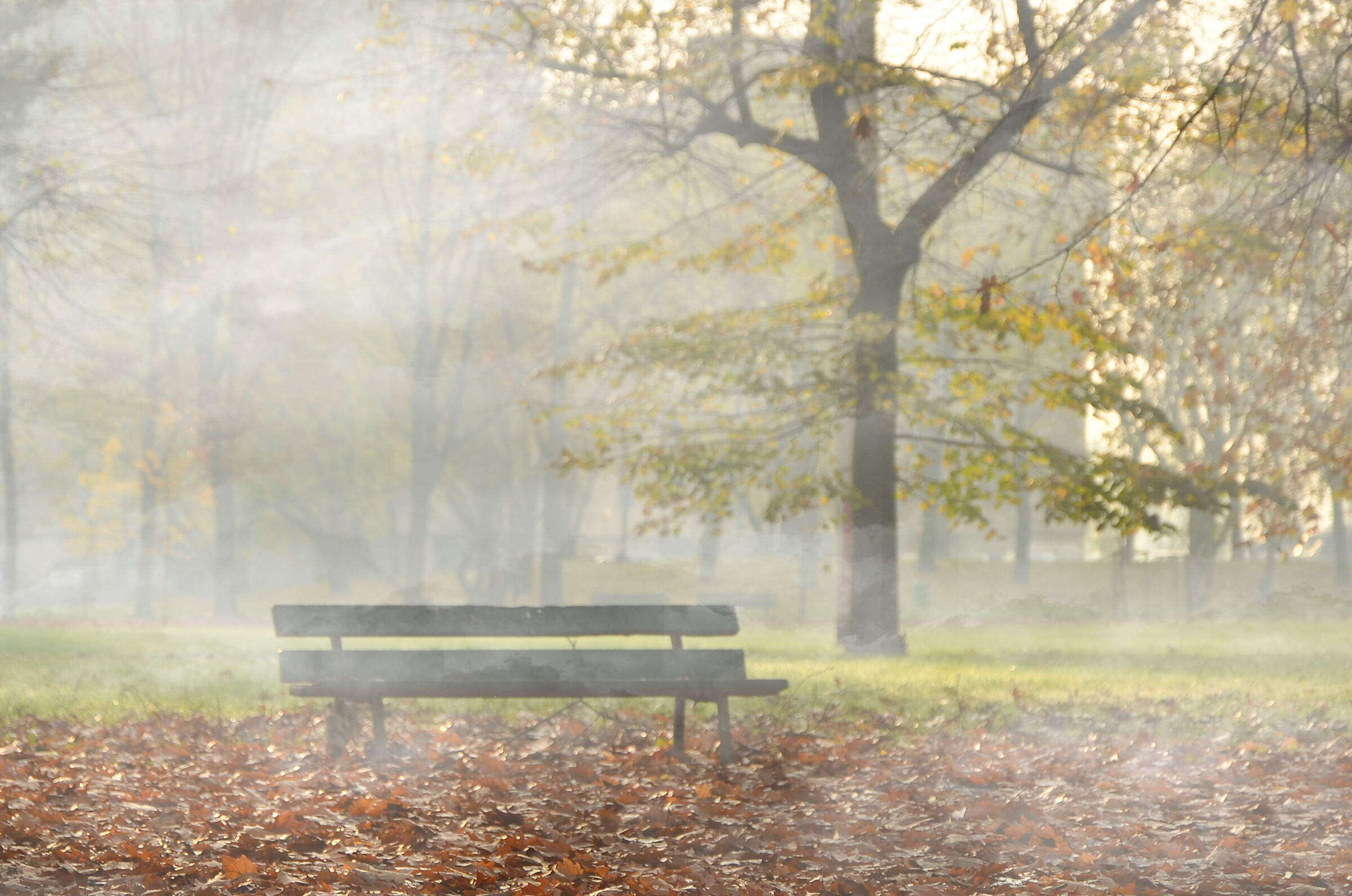 Bench in the fog...