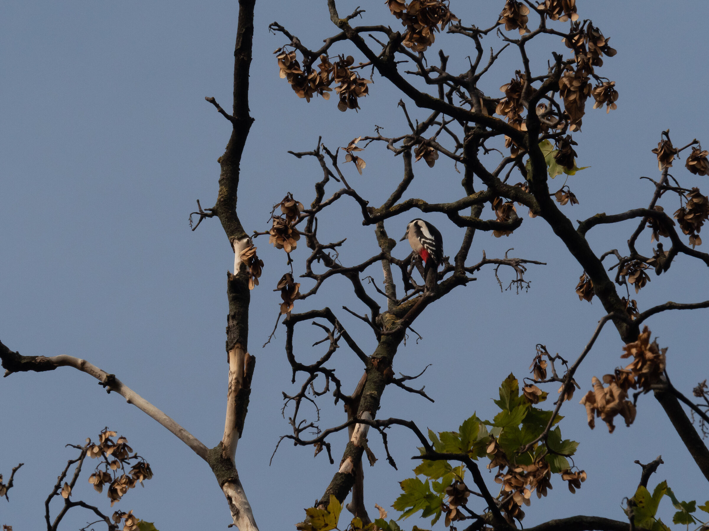 Park Villa Mazzotti - Chiari (BS), spotted woodpecker...