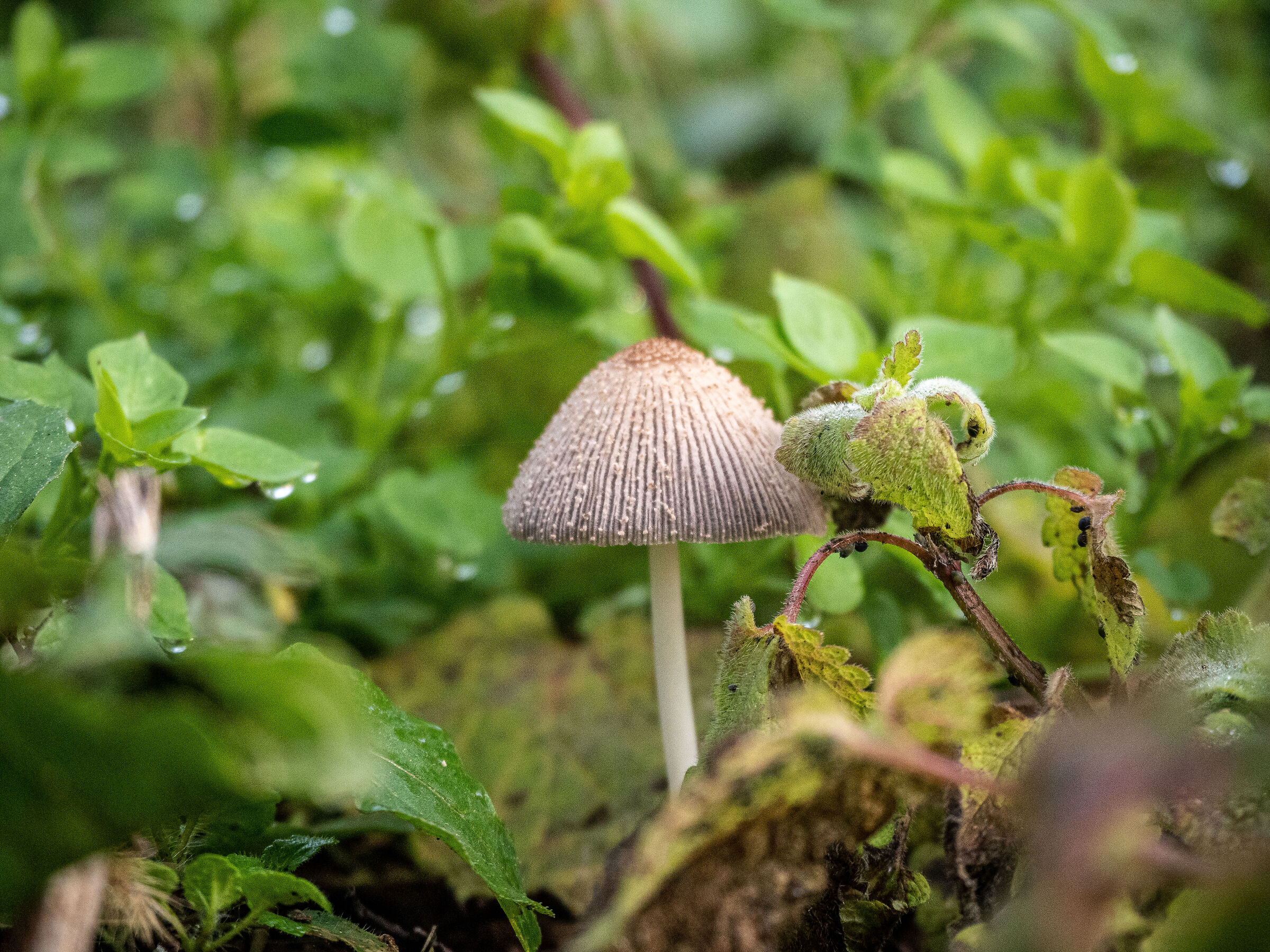 Champignon mushroom...