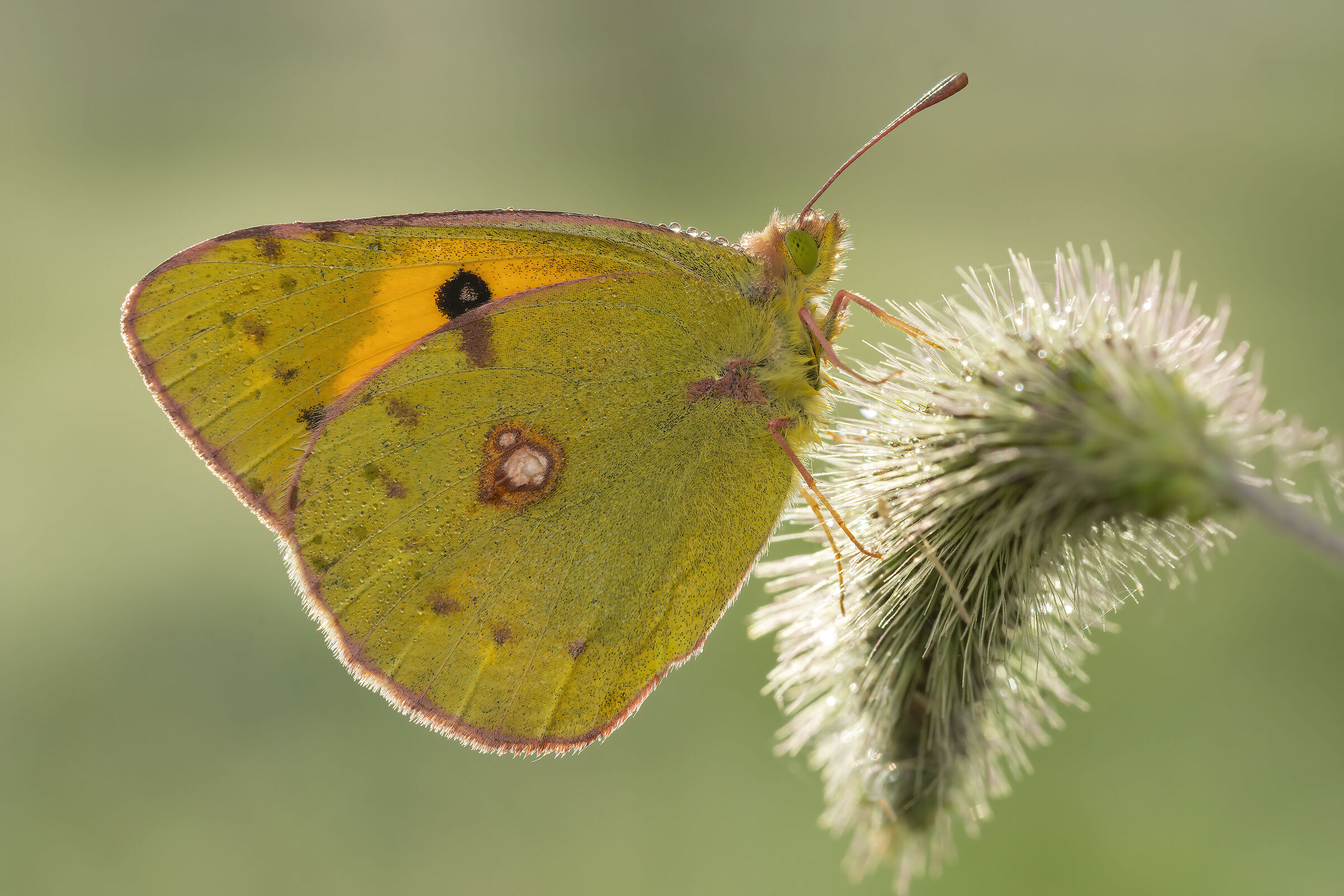Backlight of colias...