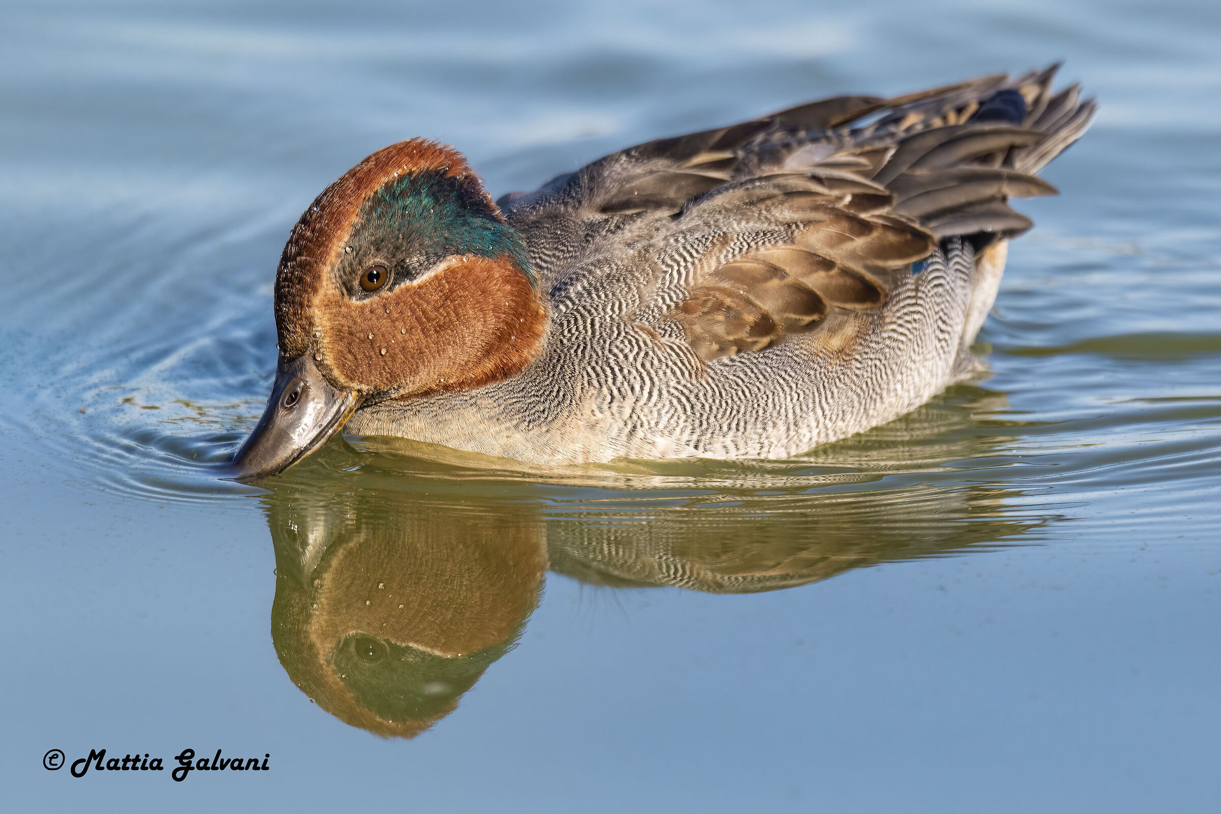 Male teal...
