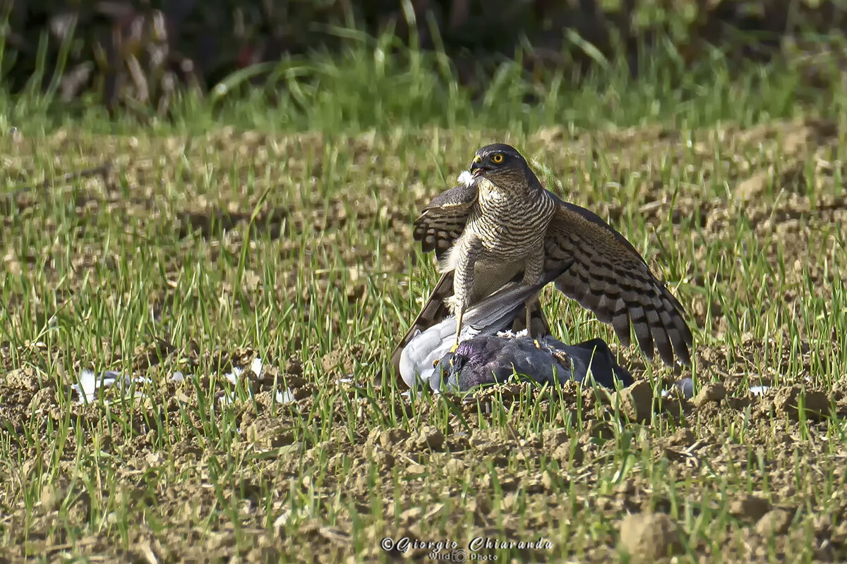 Sparrowhawk with prey (Pigeon)...