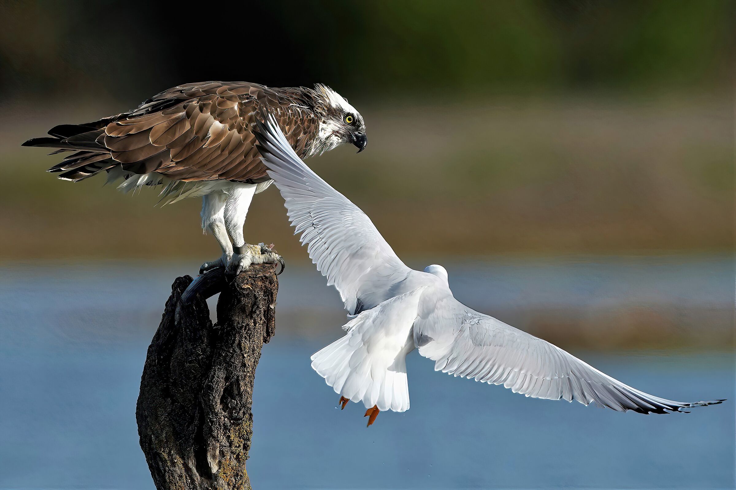 The attack of the seagull on the osprey...