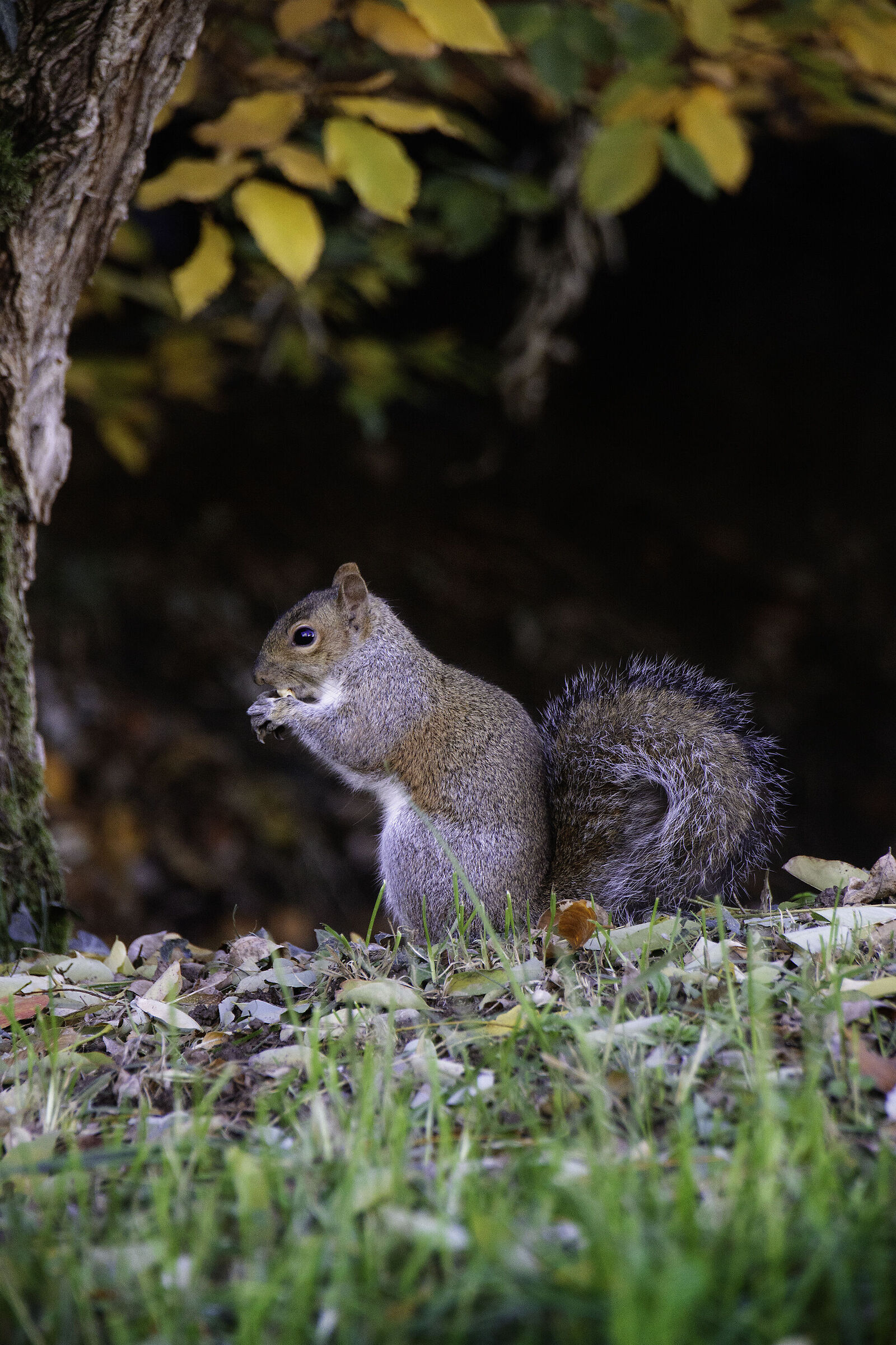 Squirrel in foliage ( Peanut oil on canvas ) ...