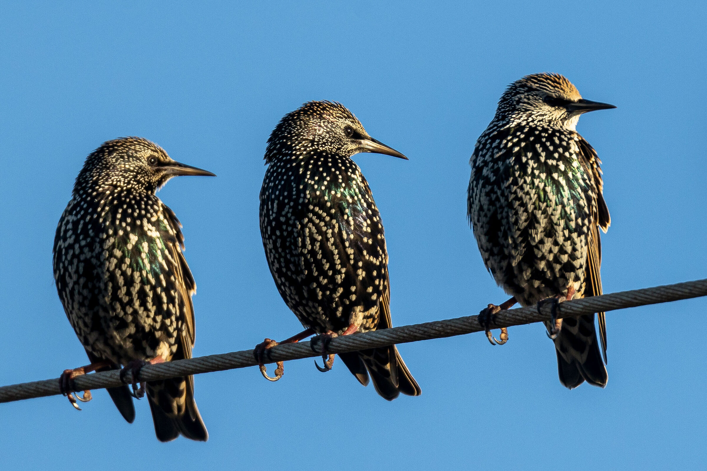 Starlings...